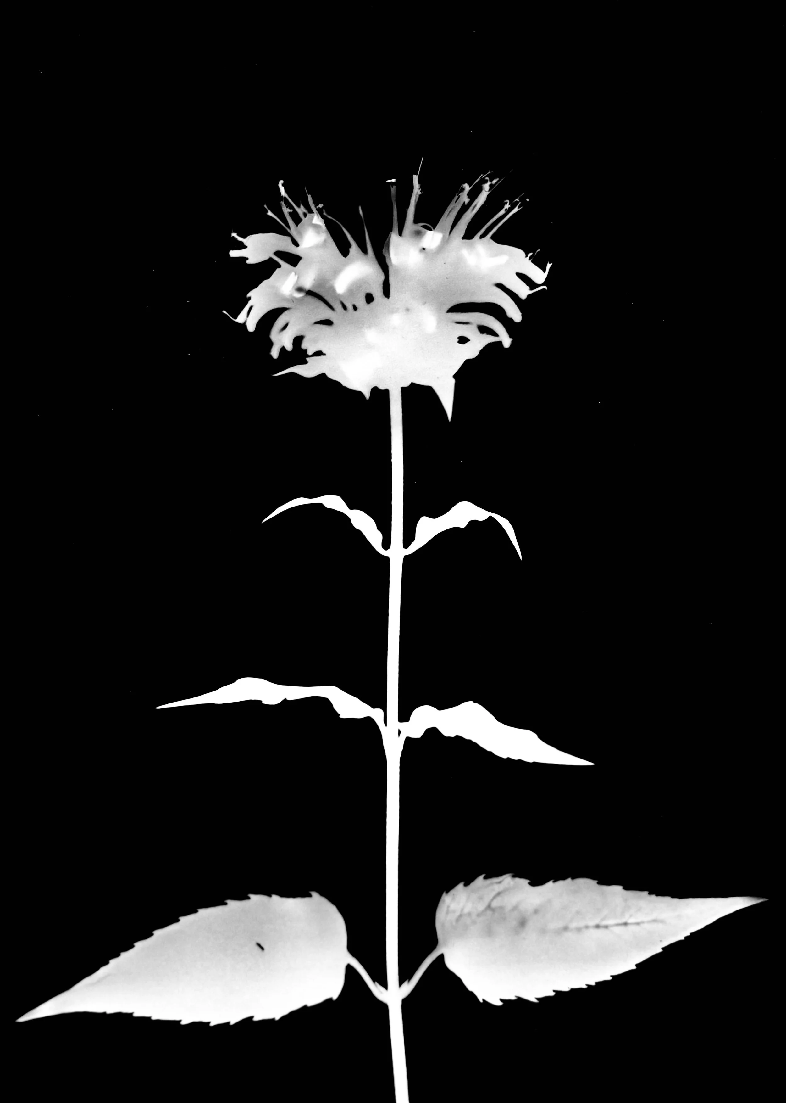 Wild bergamot. 5x7
Monad fistulosa