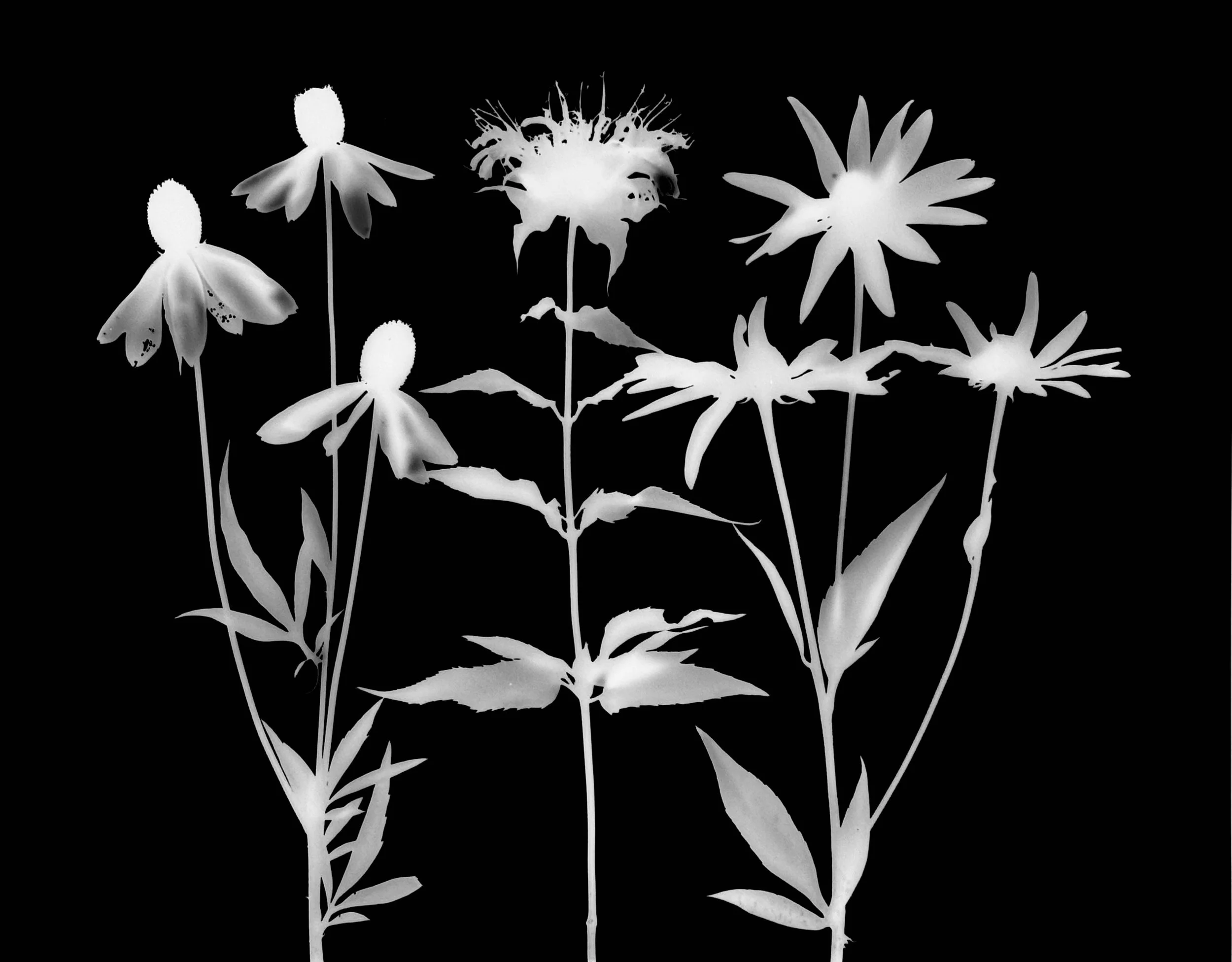 Mid summer prairie plants
Yellow coneflower, wild bergamot, Black-eyed Susan.   
Ratibida pinnata, Monarda fistulosa, Rudbekia hirta.   11x14.  1A