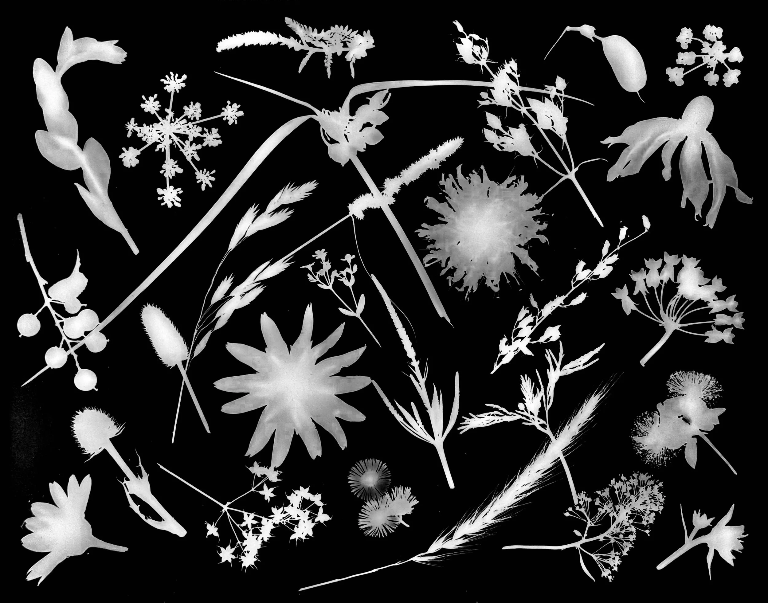 Native leaves, flowers and seeds, NE Illinois
11x14