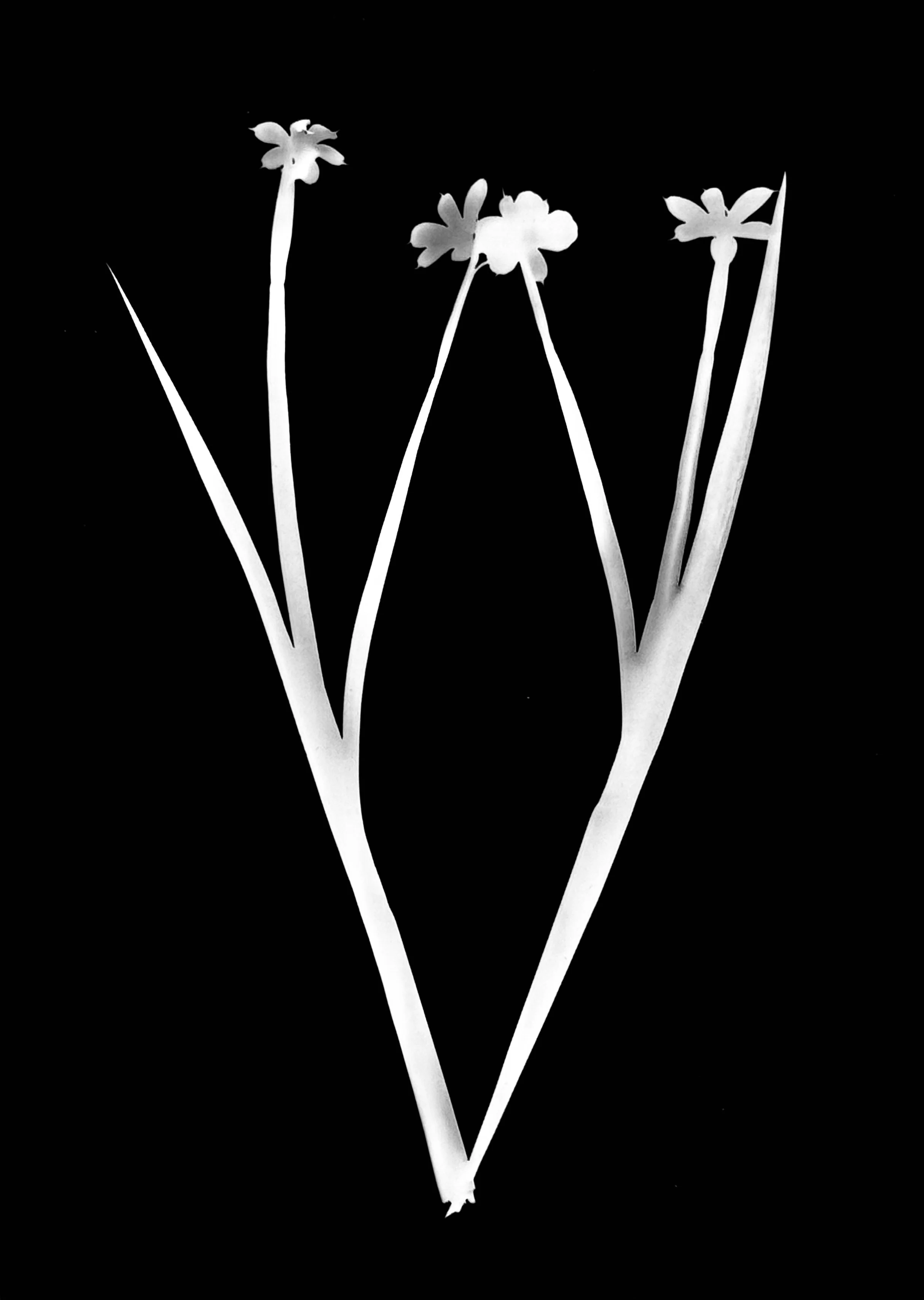 Stout blue-eyed grass. 5x7
Sisyrinchium angustifolium