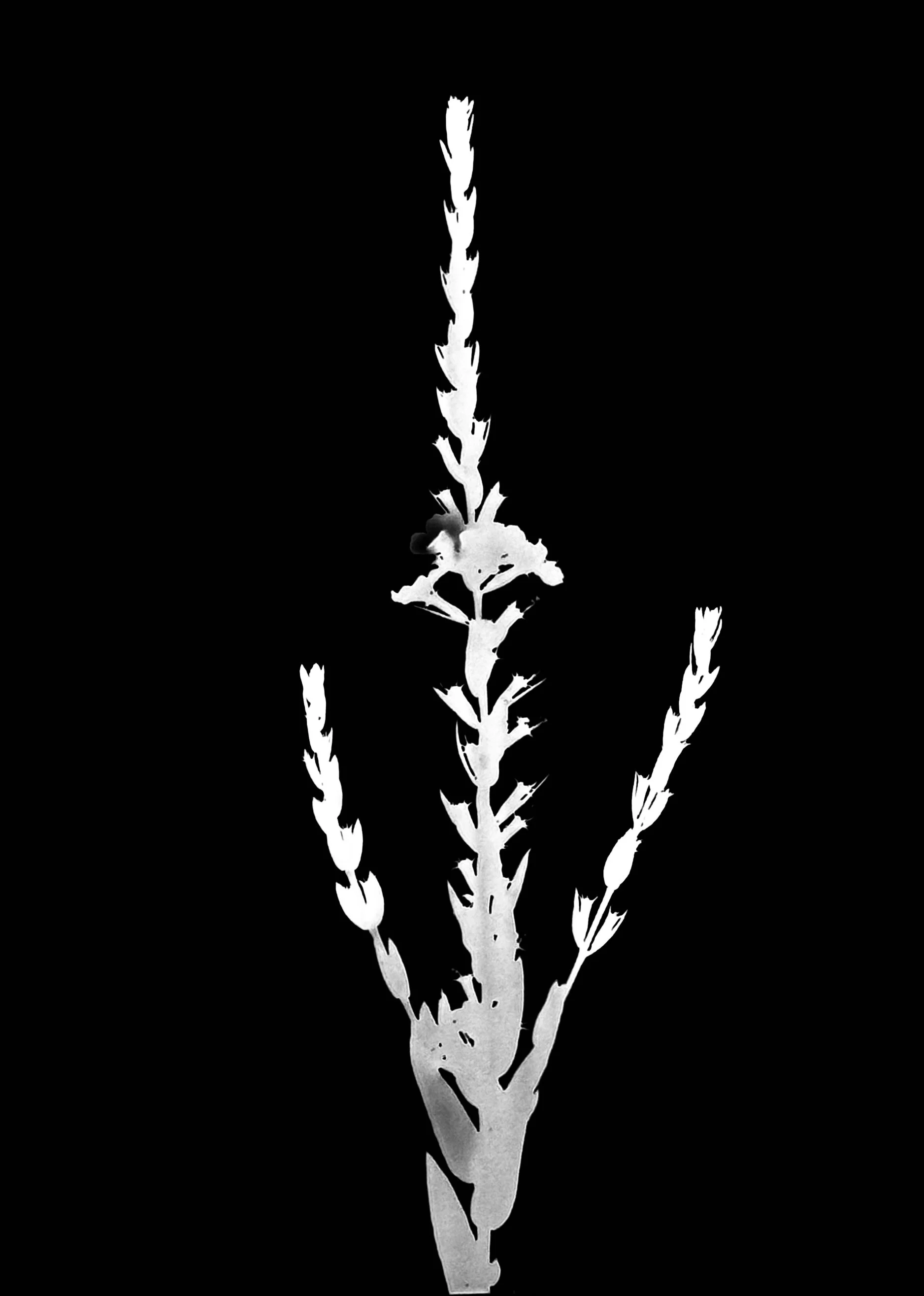 Winged loosestrife
Lithrum alatum 5x7