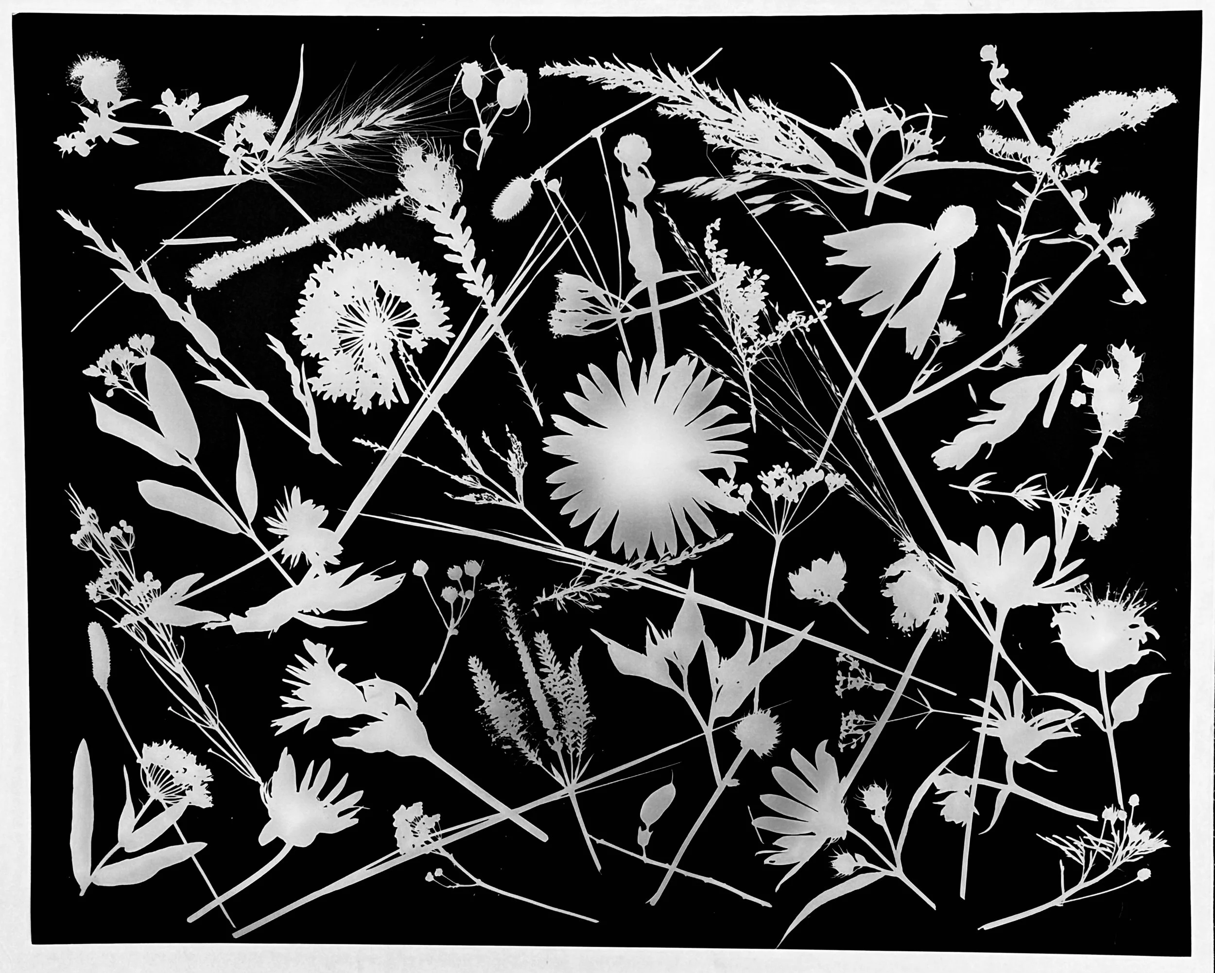 Native leaves, flowers and seeds, NE Illinois
16x20