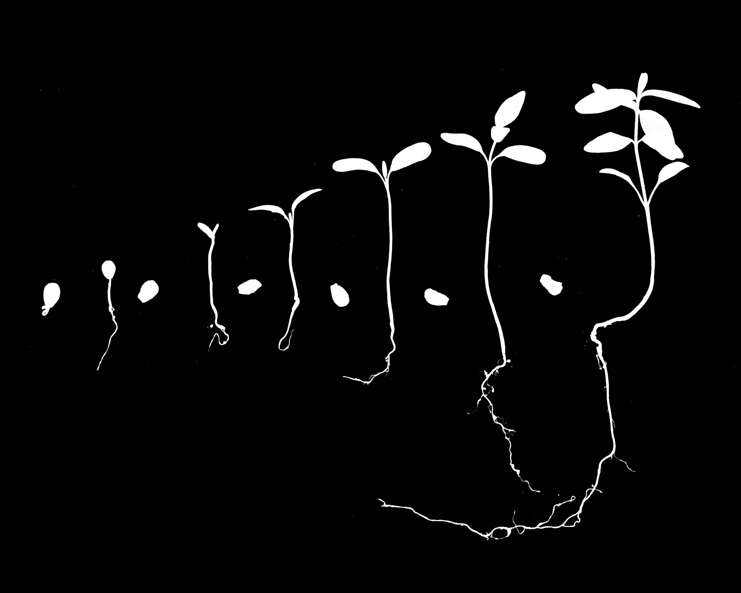 Common milkweed
Asclepias syriaca. 8x10