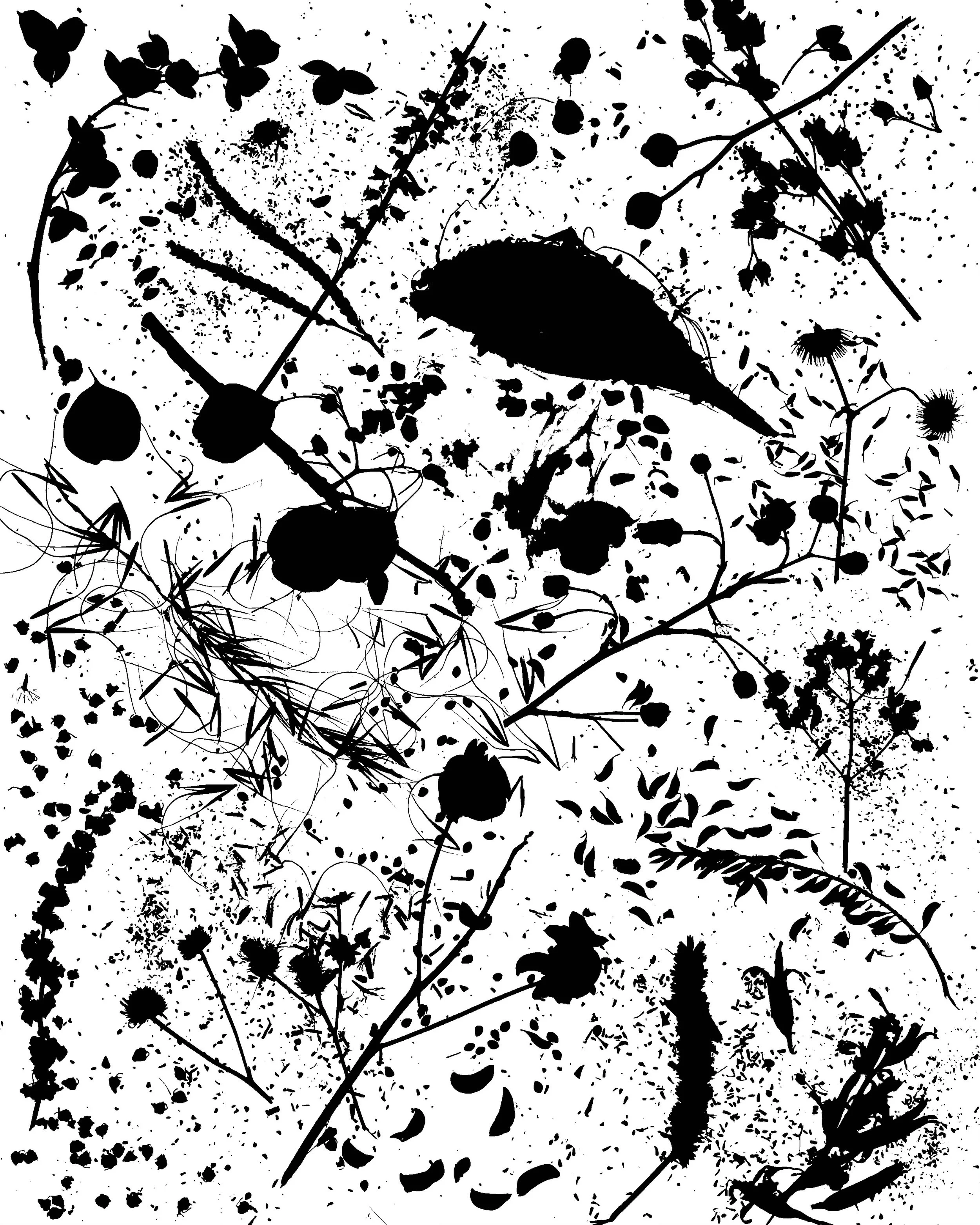 Native seed heads, NE Illinois
16x20.  1B