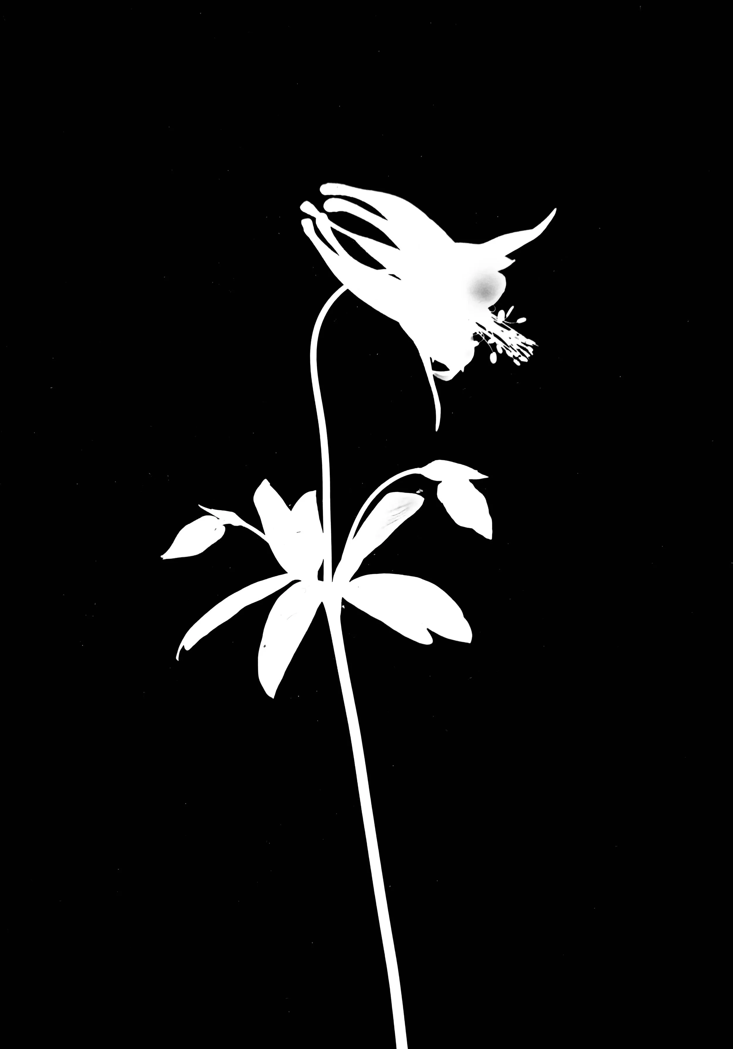 Wild Columbine. 5x7
Aquilegia canadensis