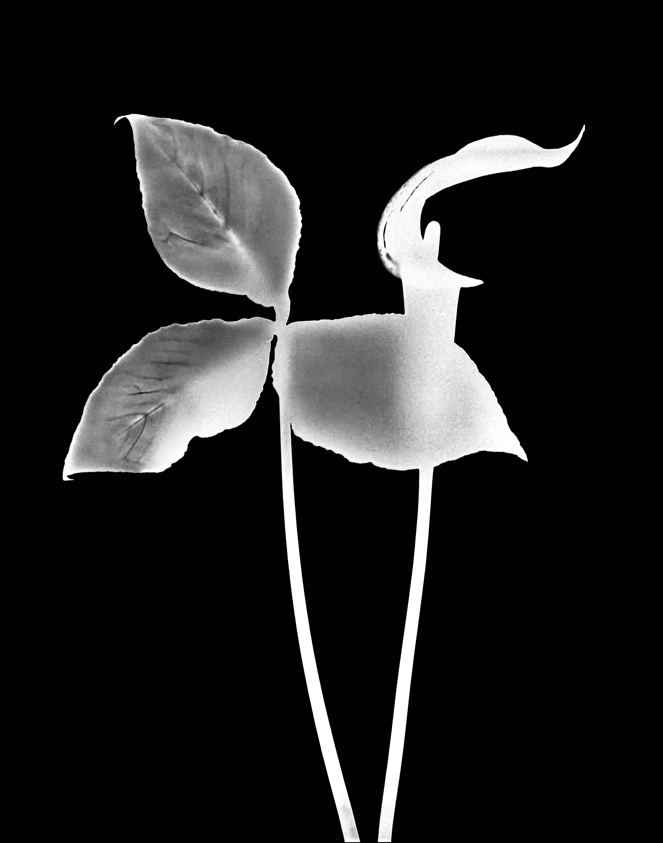 Jack-in-the pulpit  5x7
Arisaema triphylum