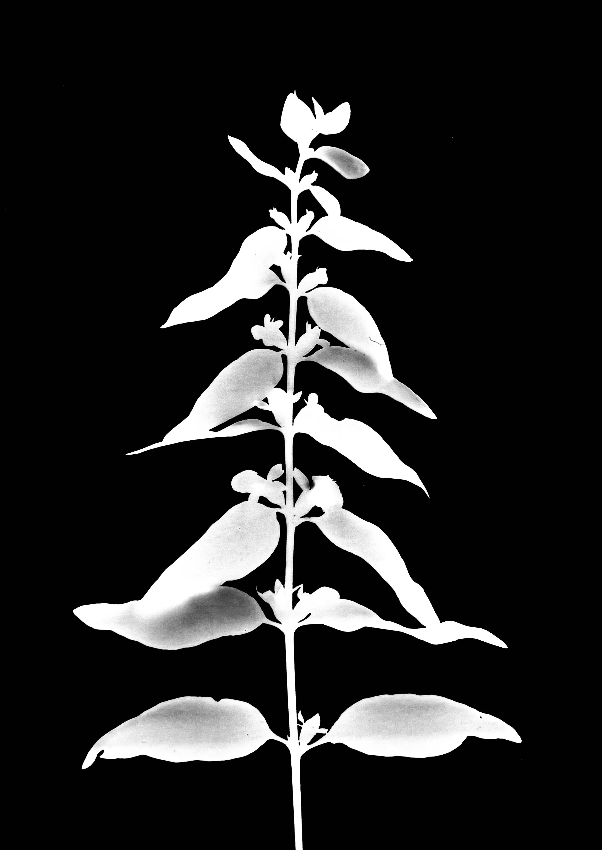 Mullein foxglove. 5x7
Dasistoma macro phyla


