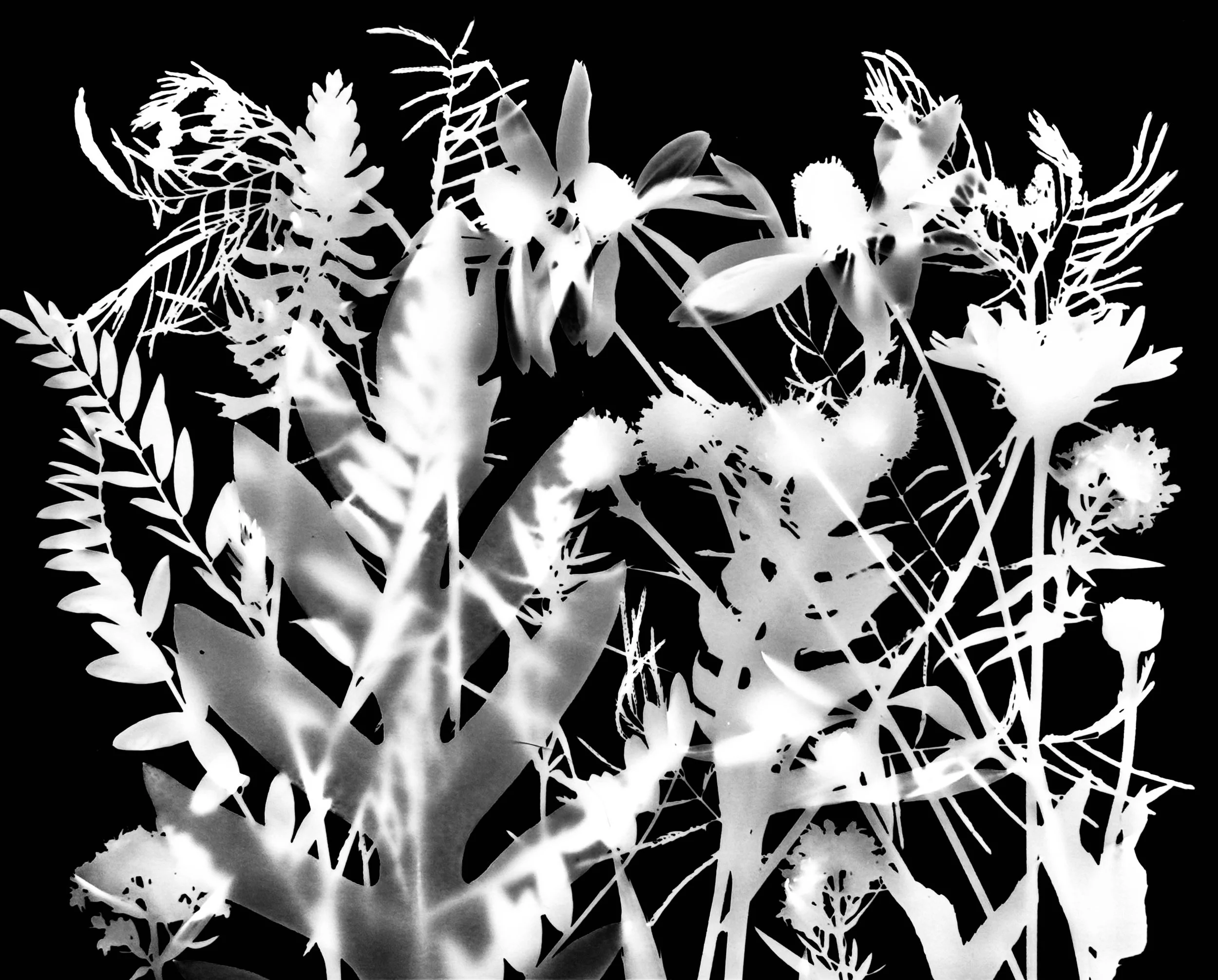 Mid summer natives
8x10.   10B