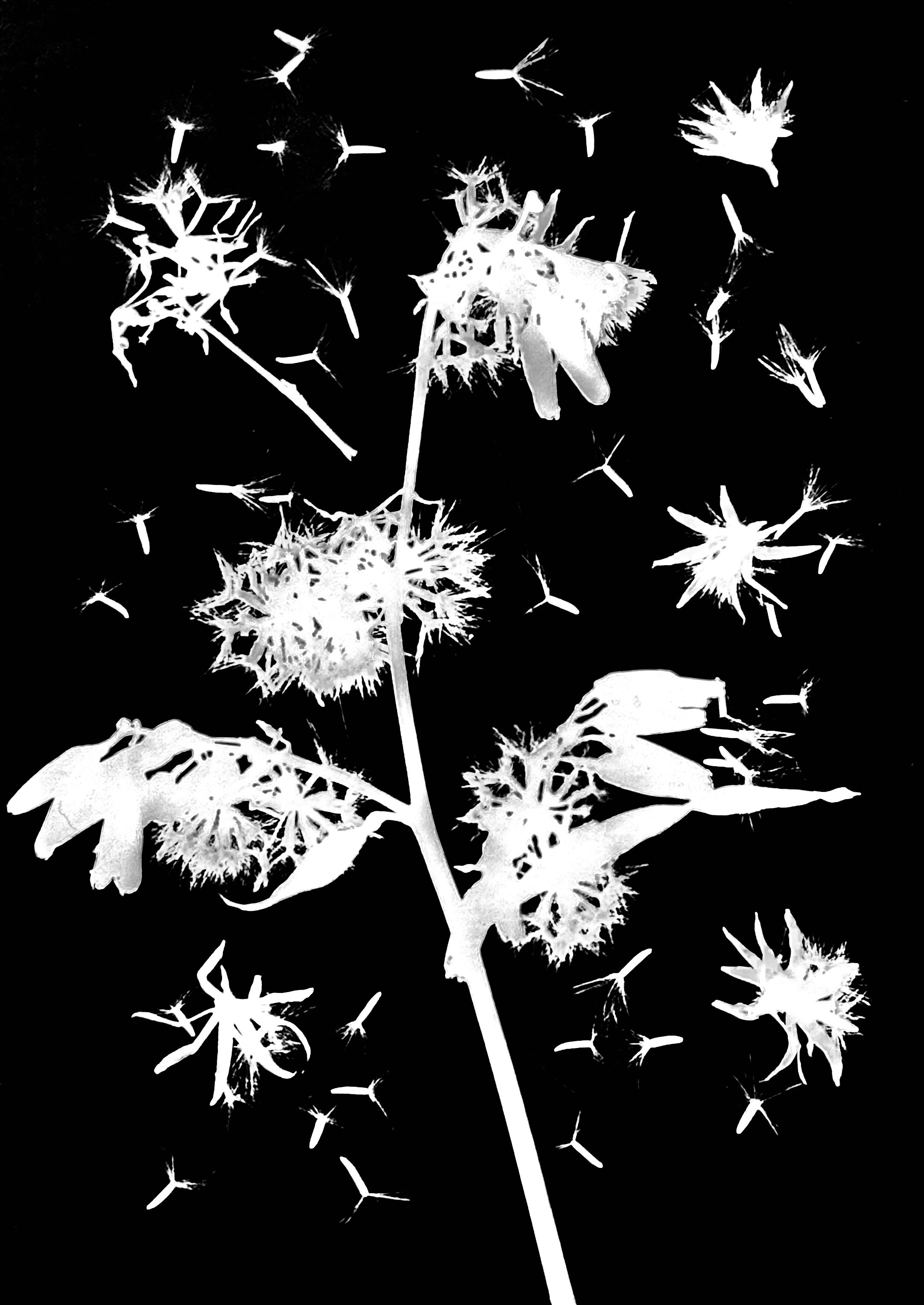 White Lettuce seeds. 8x10
Prenanthes alba