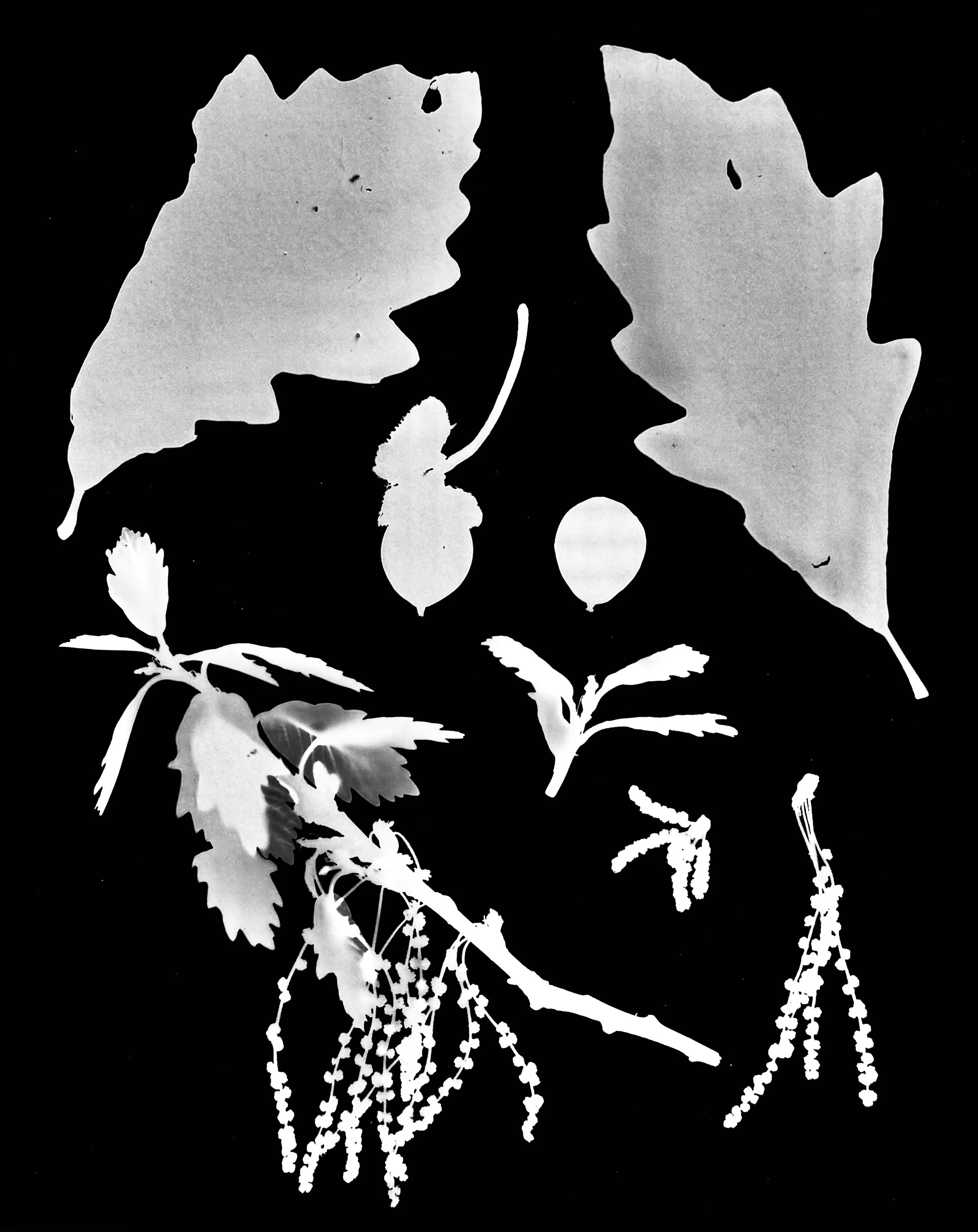 Swamp White Oak life cycle
Quercus bicolor
8x10