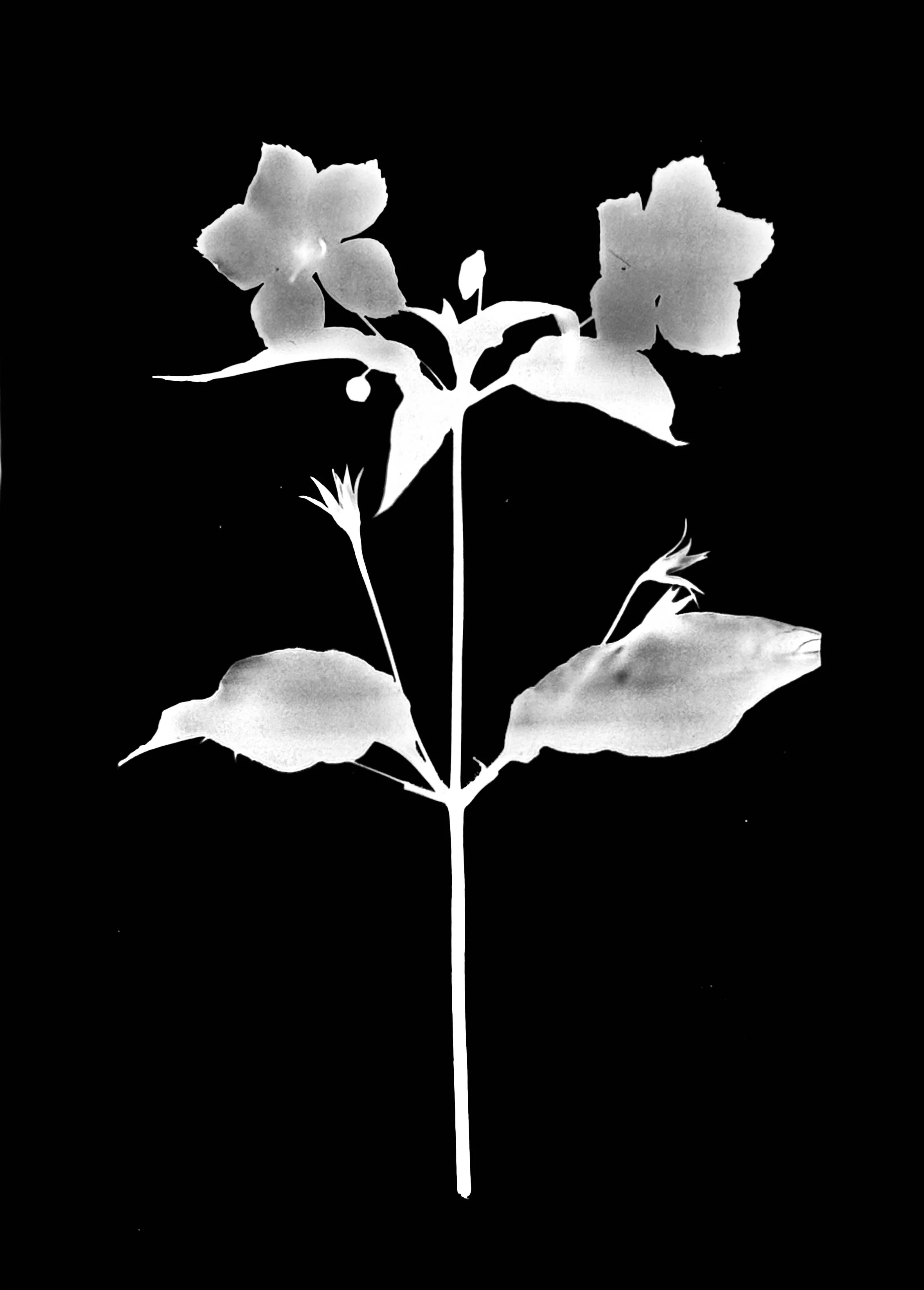 Fringed loosestrife
Lysimachia ciliata. 5x7
