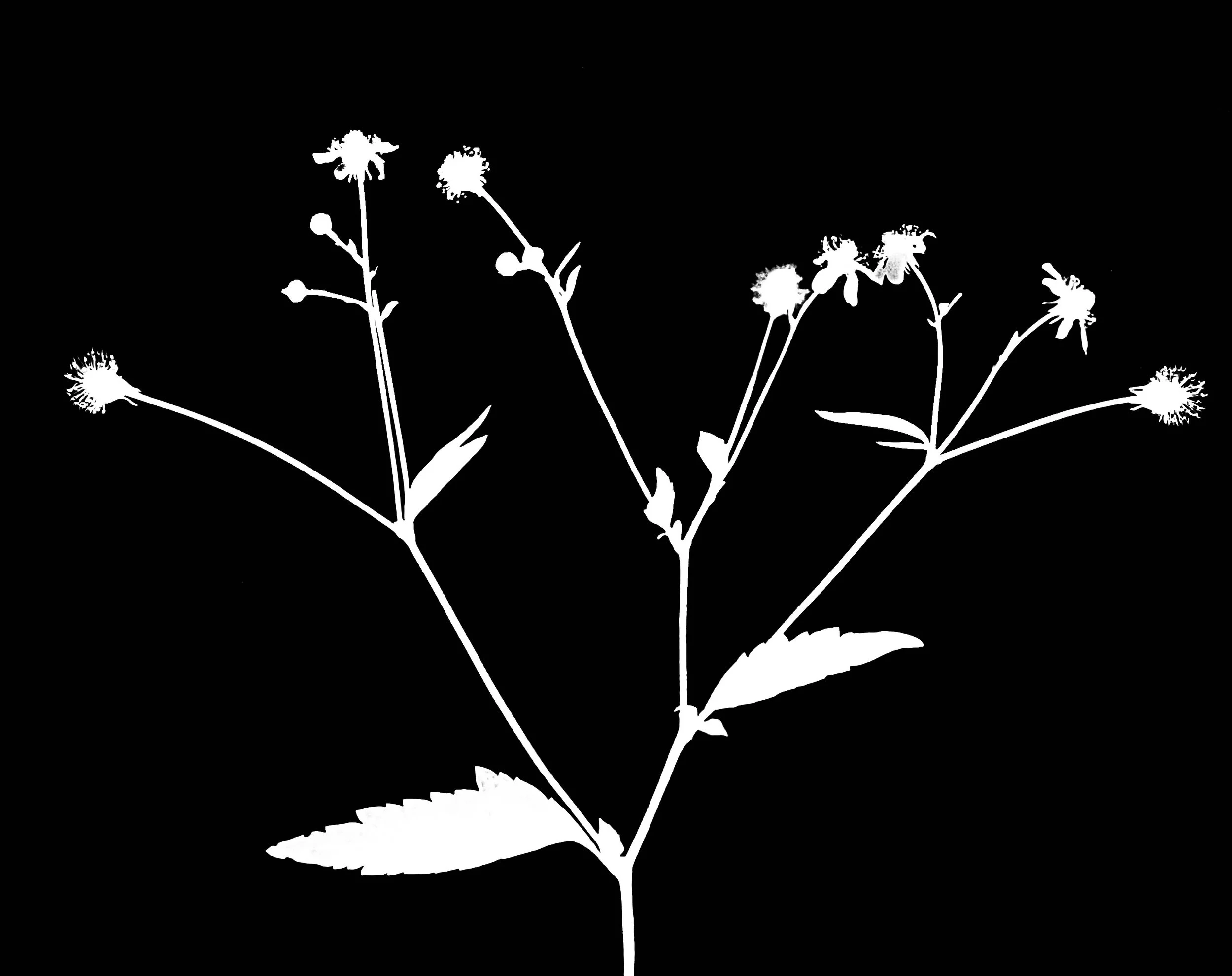 White avens  5x7
Geum canadense