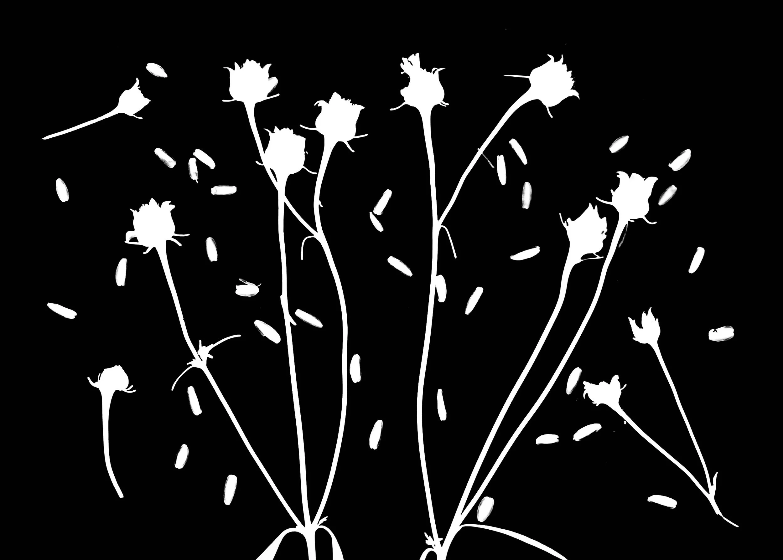 Tall coreopsis seeds
Coreopsis triptera  5x7. 2 of 2