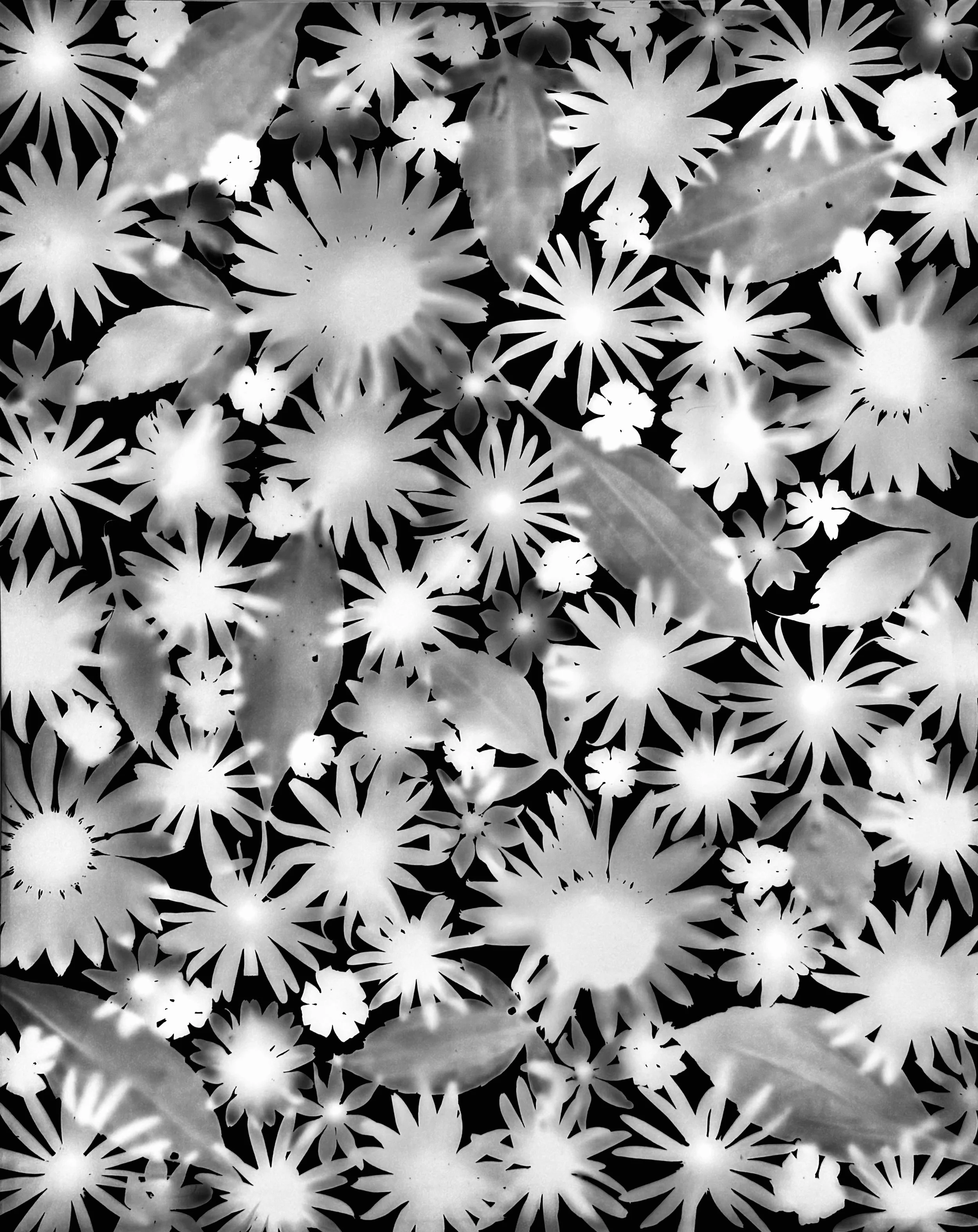 Early fall blooms : Saw Tooth Sunflower, Black-
Eyed Susan, Brown-Eyed Susan
16x20.  2A