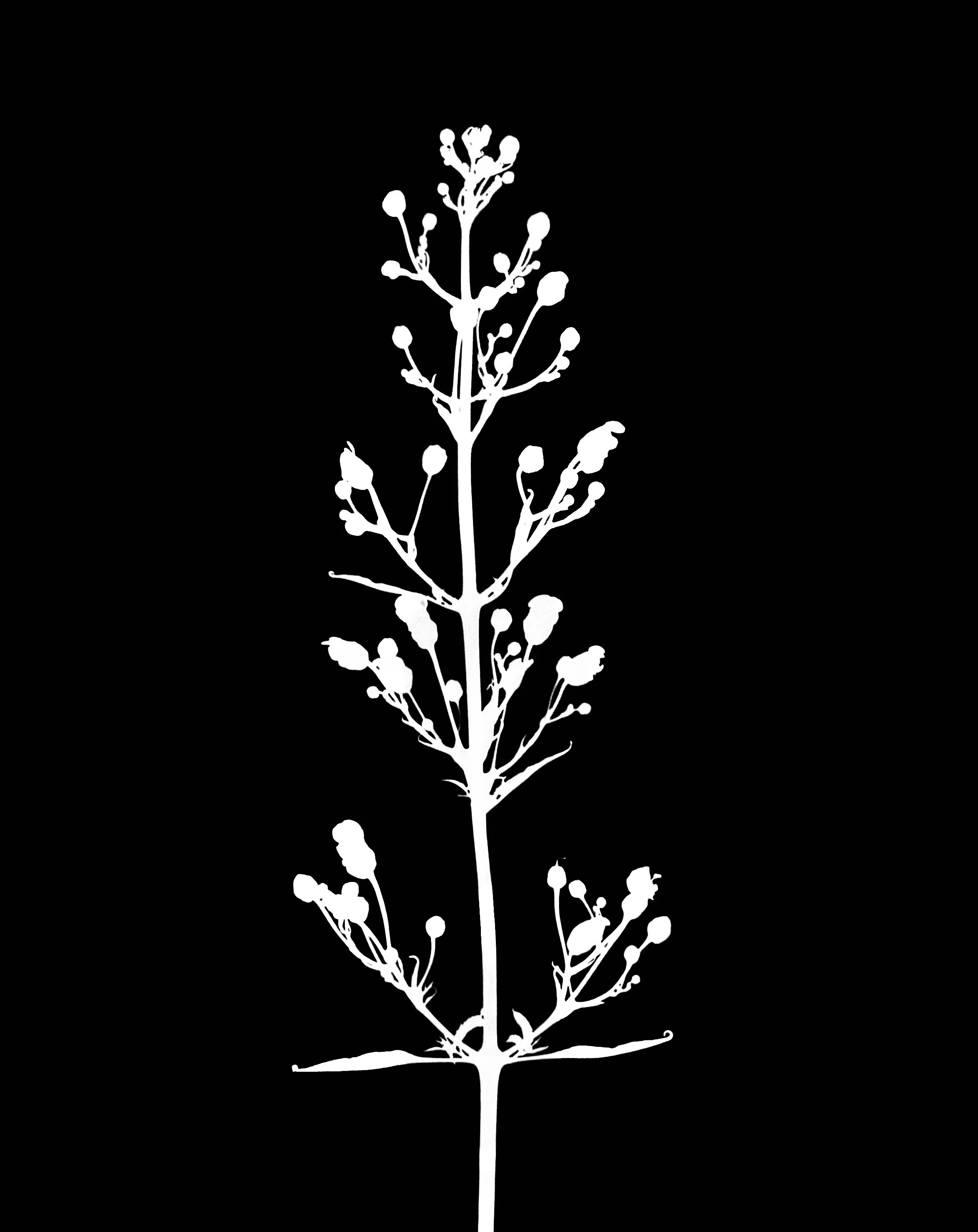 Late figwort. 5x7
Scrophularia Marilandica