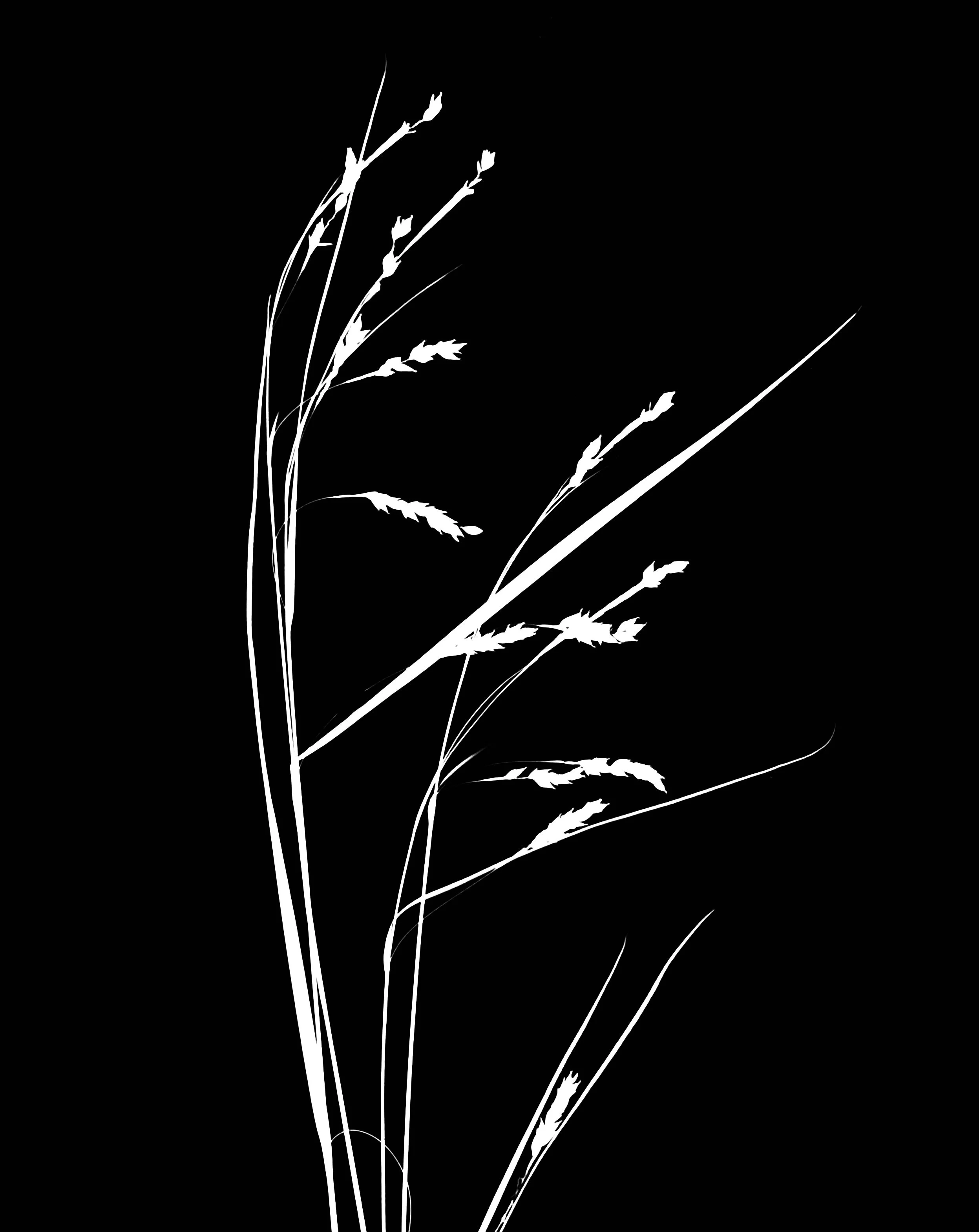 Awnless graceful sedge
Carex formosa.  8x10
