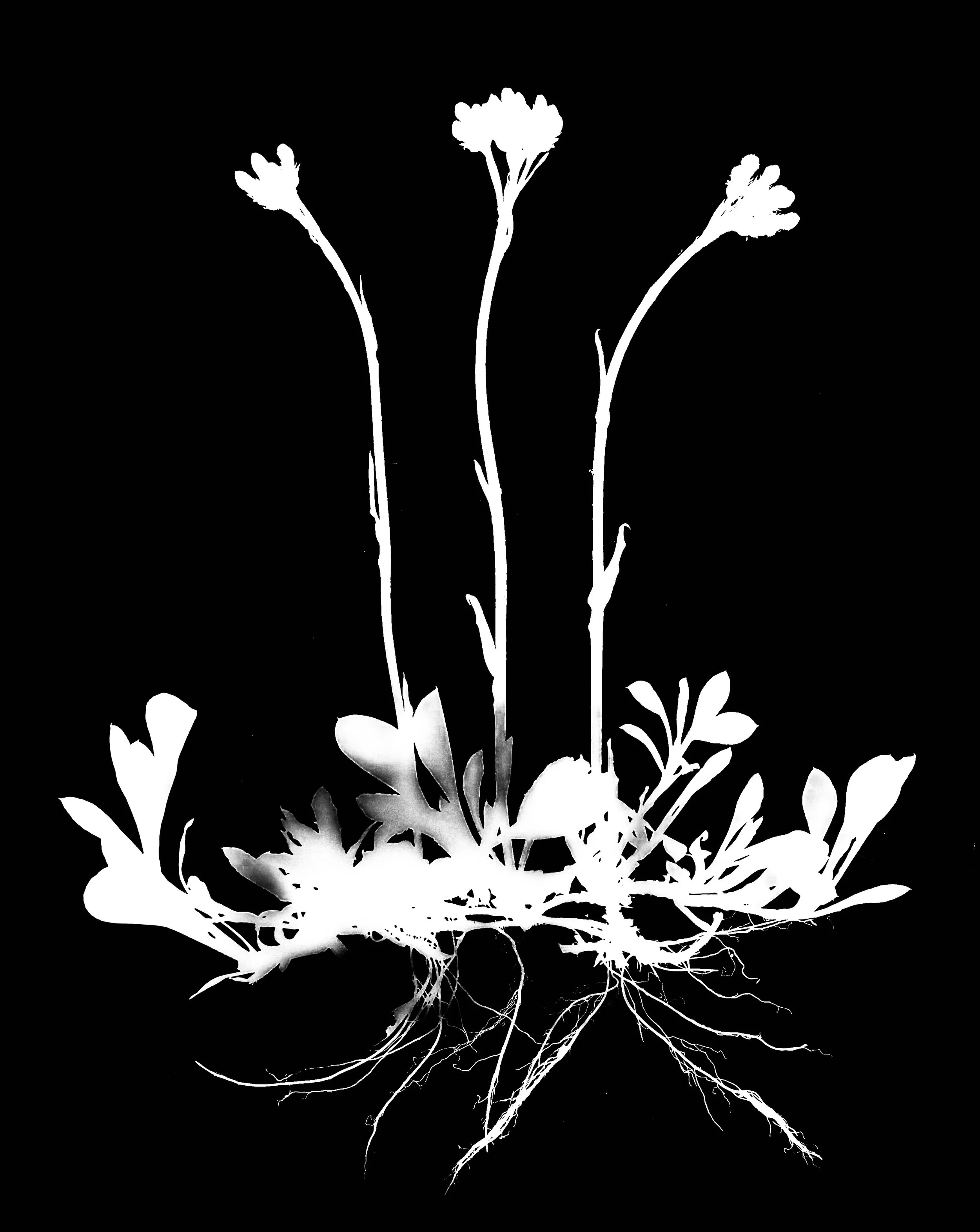 Pussytoes. 16x20
Antennaria plantaginifolia