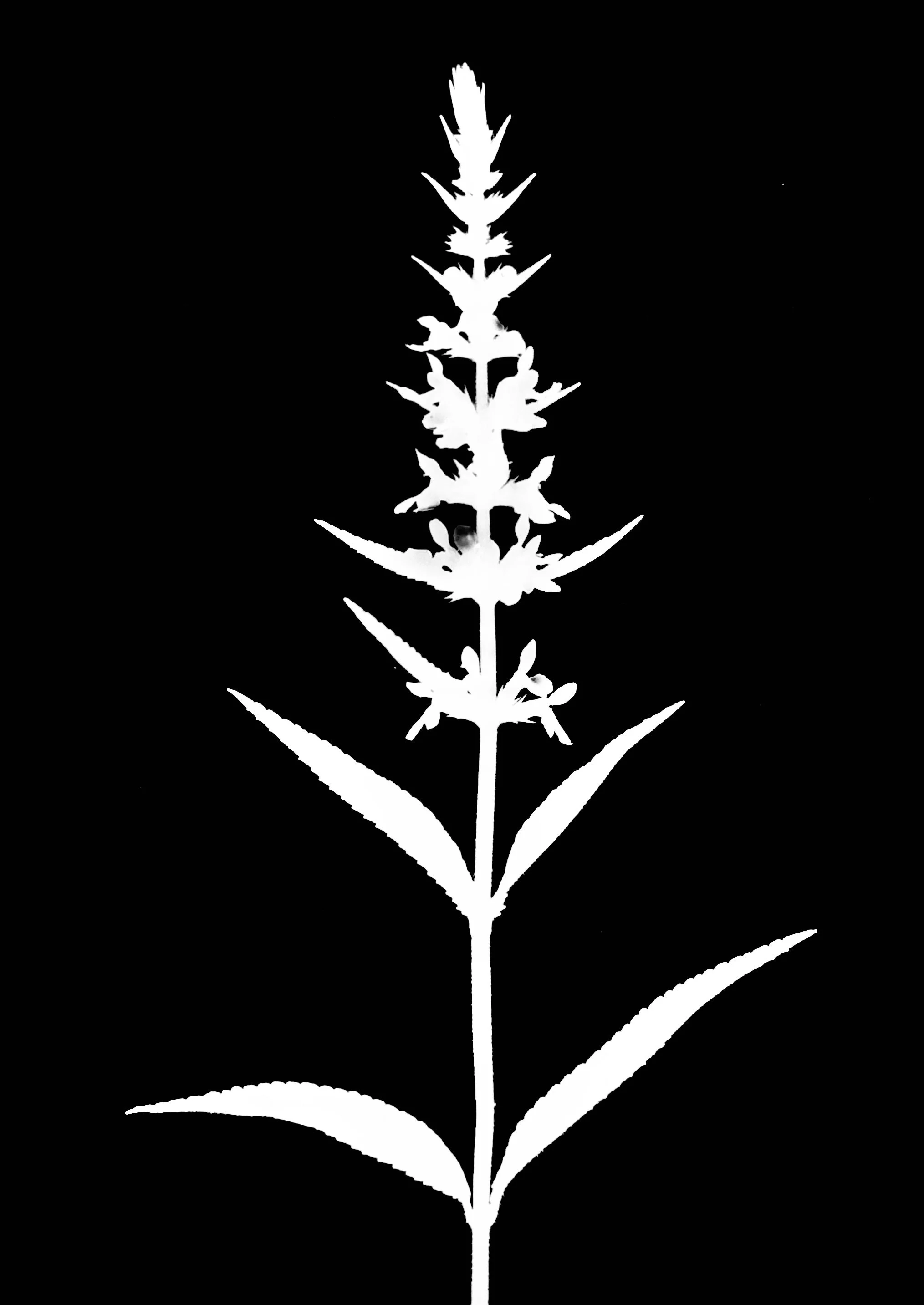 Marsh hedge nettle
Stacy's hispid. 5x7