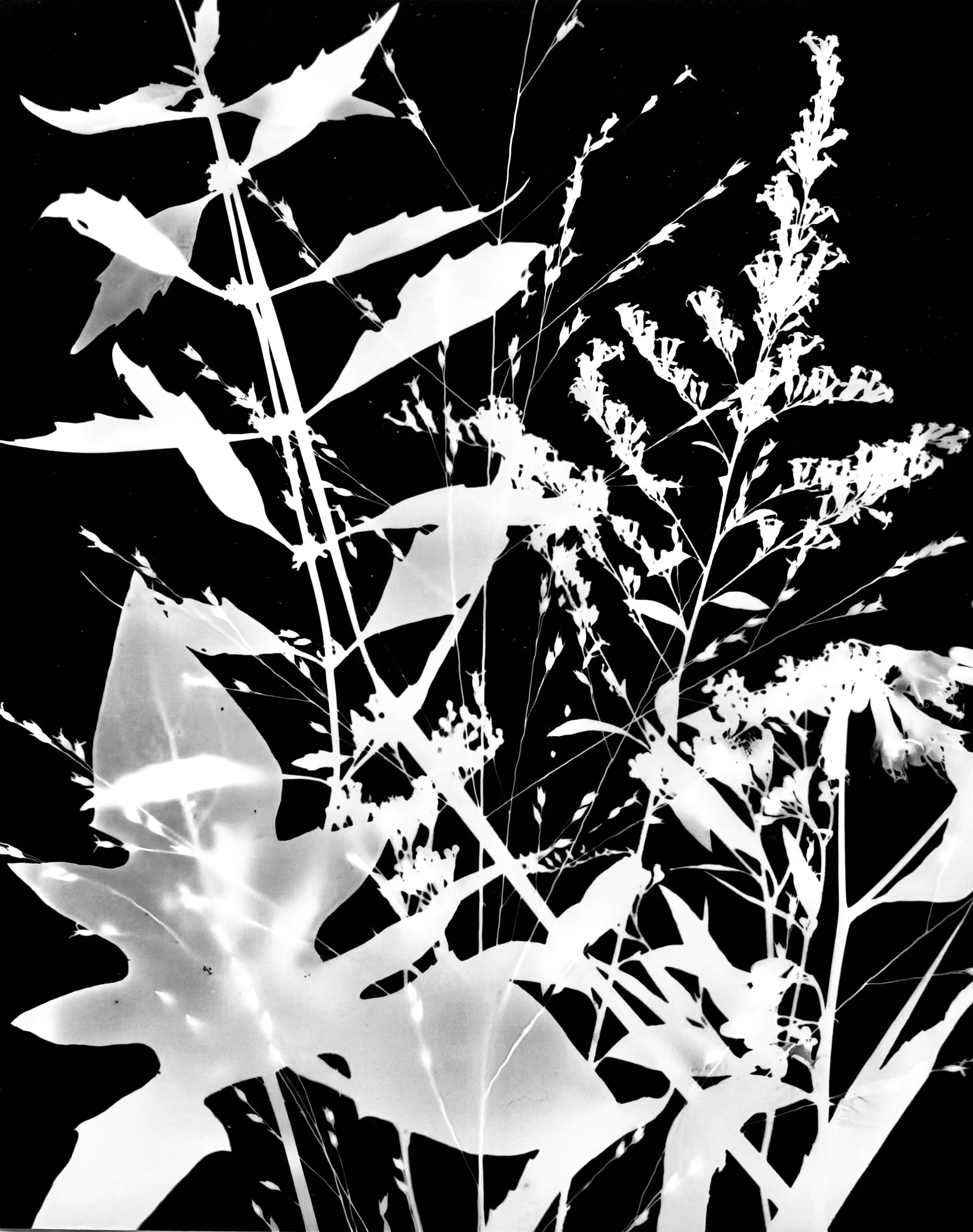 Mid summer natives
11x14.  1A