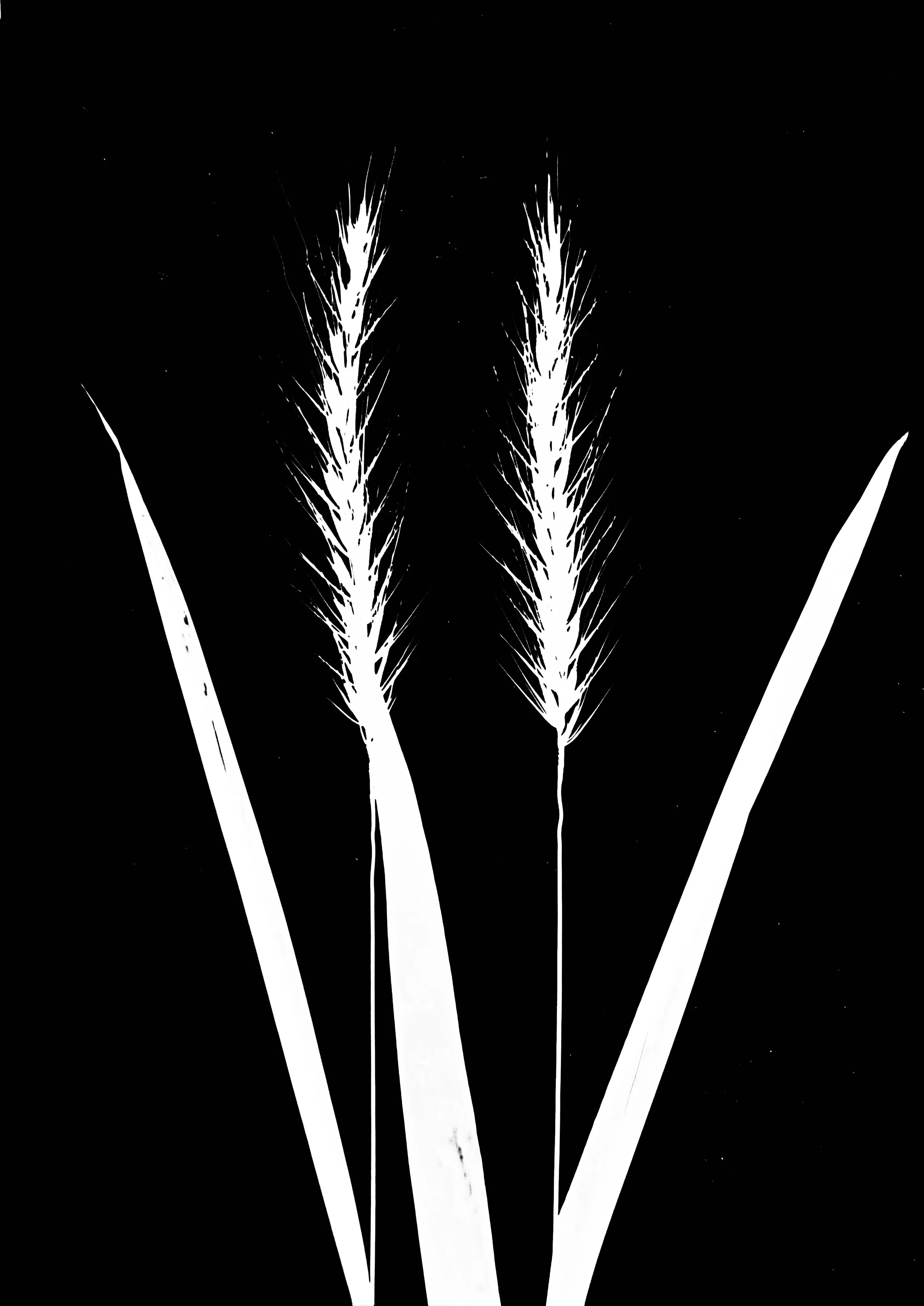 Silky Rye   5x7
Elymus villosus
