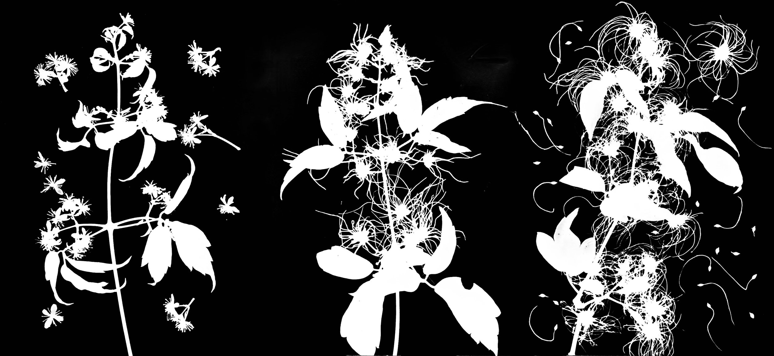 Virgin's Bower life cycle
Clematis virginiana  14x33