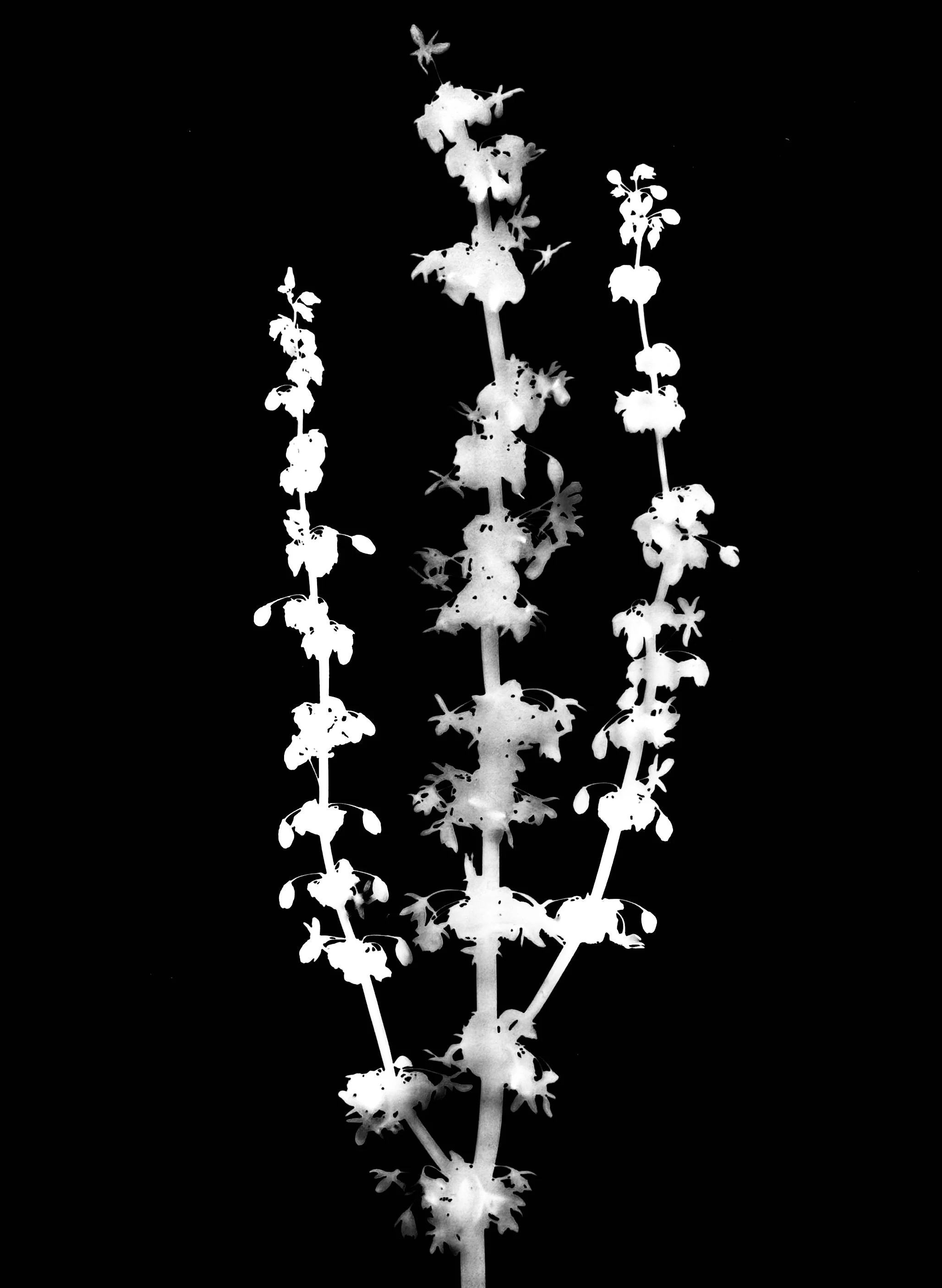 Pale dock. 5x7
Rumex altissima
