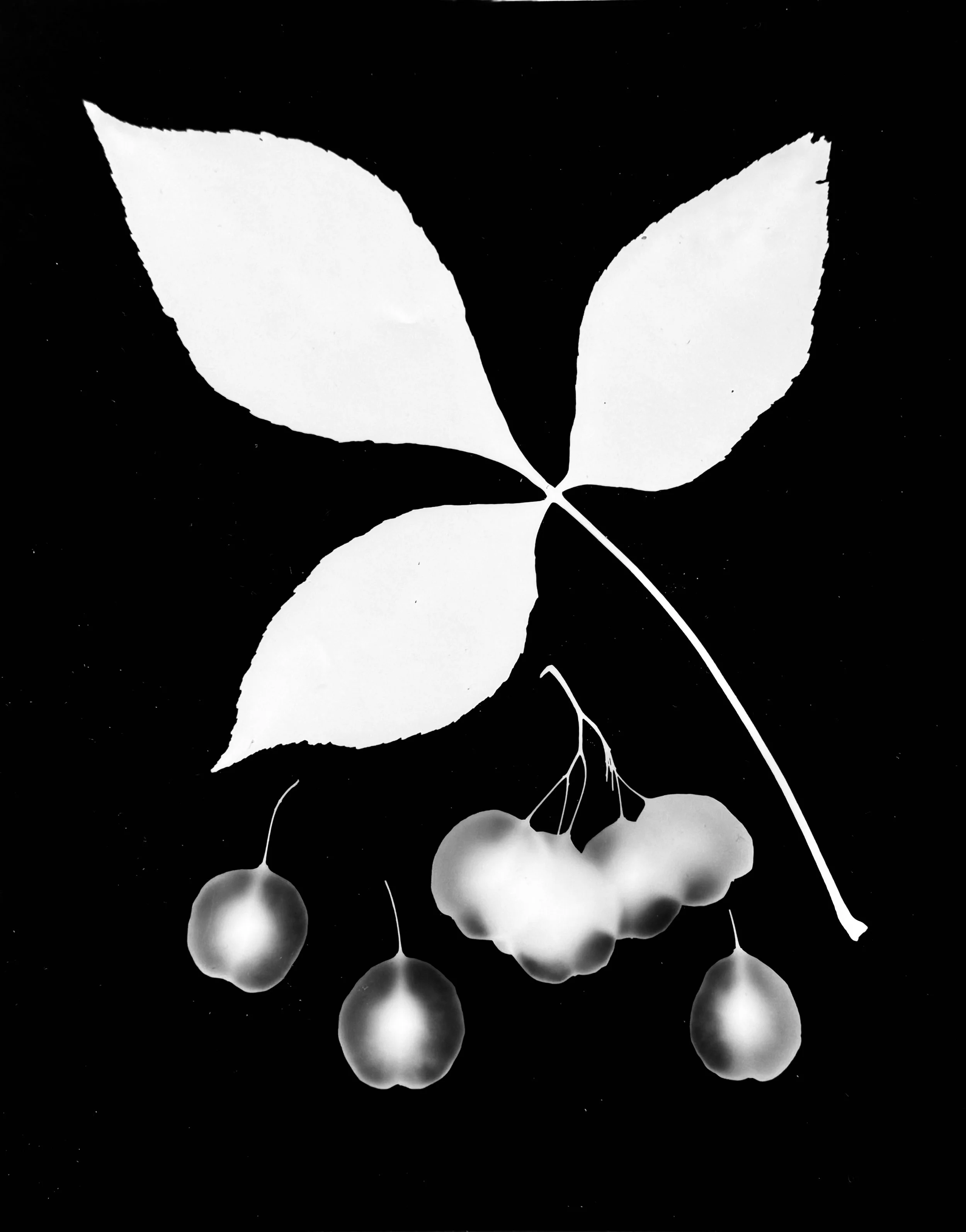 Wafer Ash seeds
Ptelea trifoliata.  5x7