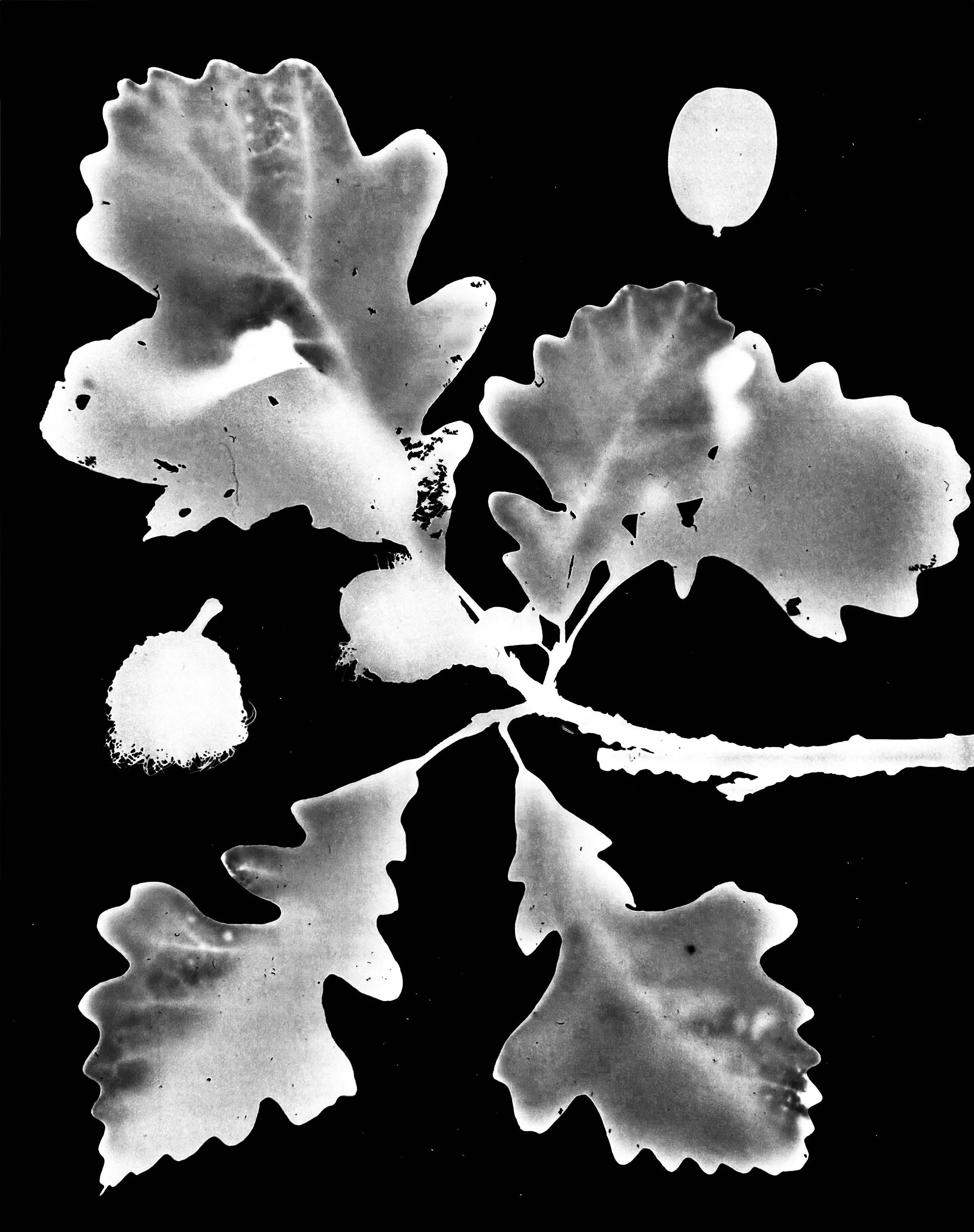 Bur Oak
Quercus macrocarpa
8x10