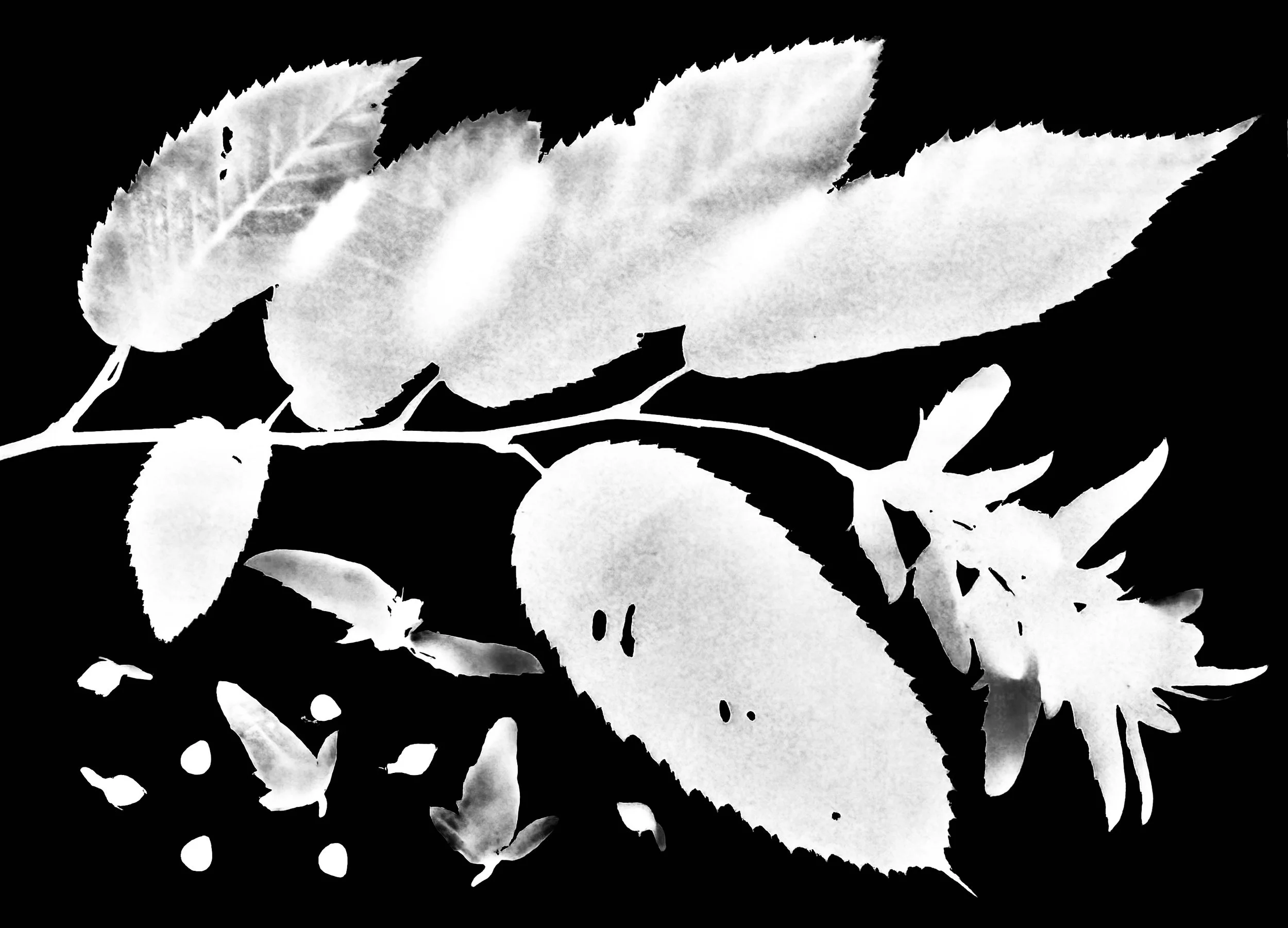 Musclewood/Blue Beech seeds. 8x10
Carpinus caroliniana virginiana