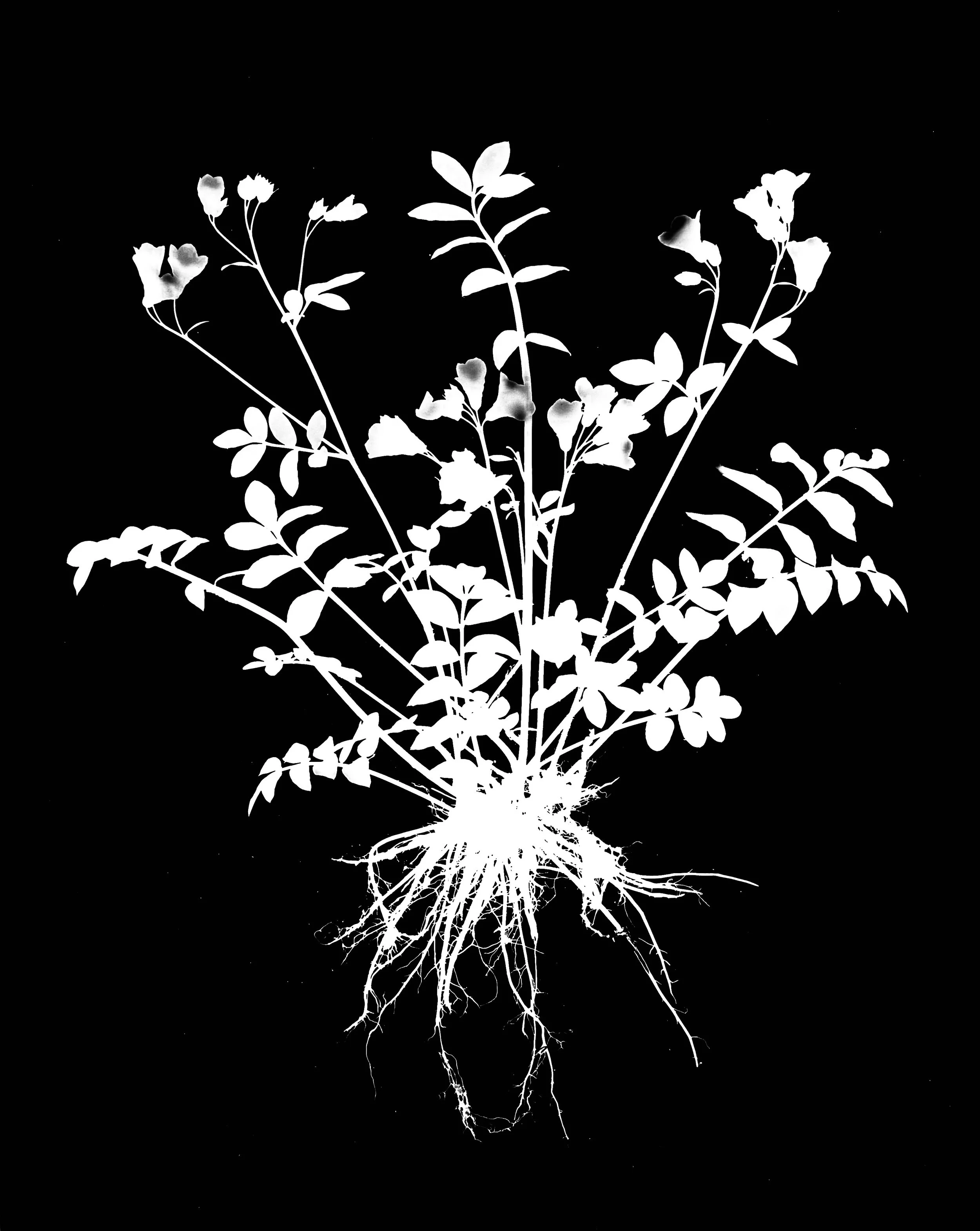 Jacob's ladder roots
Polmonium reptans. 16x20