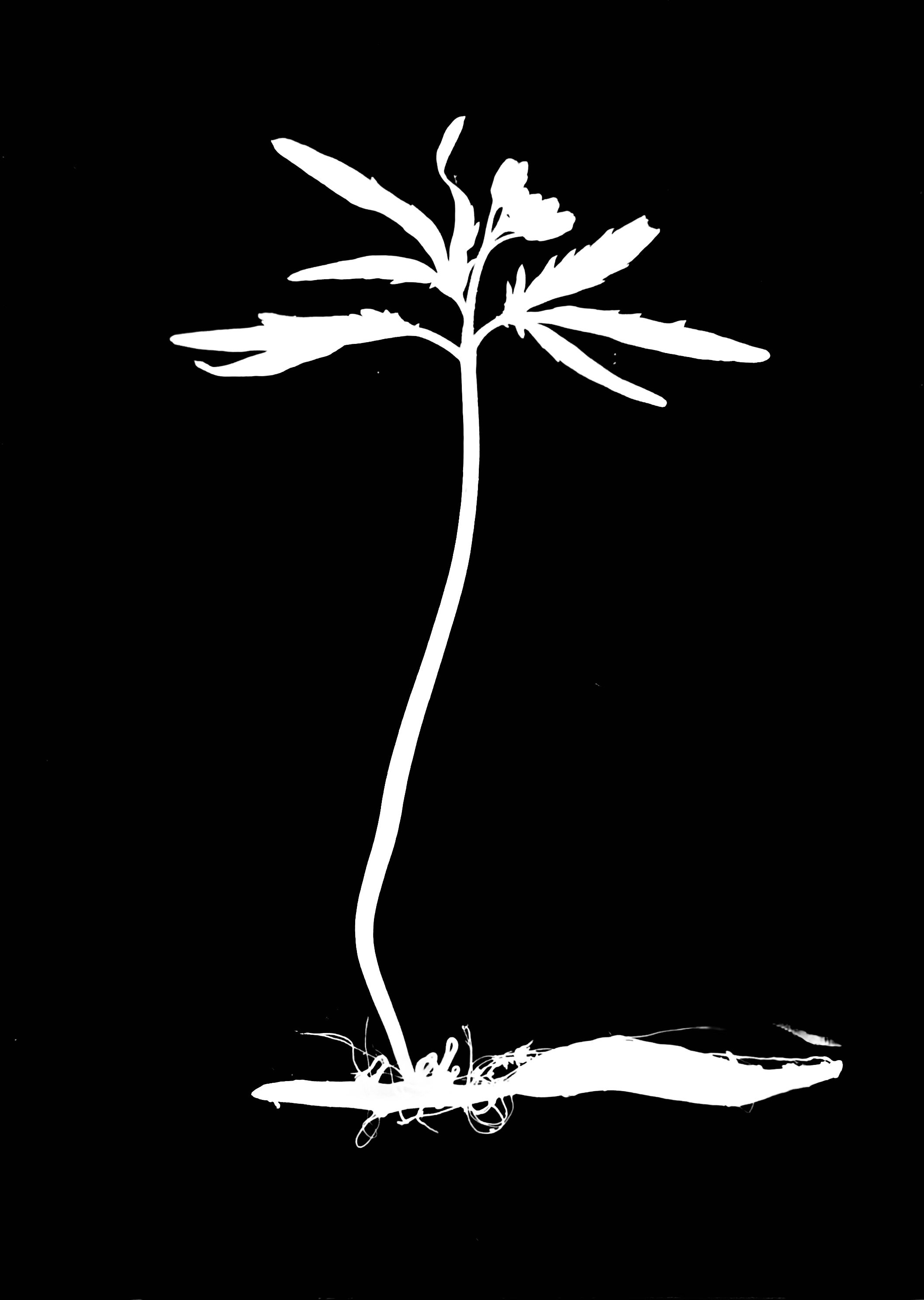 Toothwort. 5x7
Dentaria laciniata