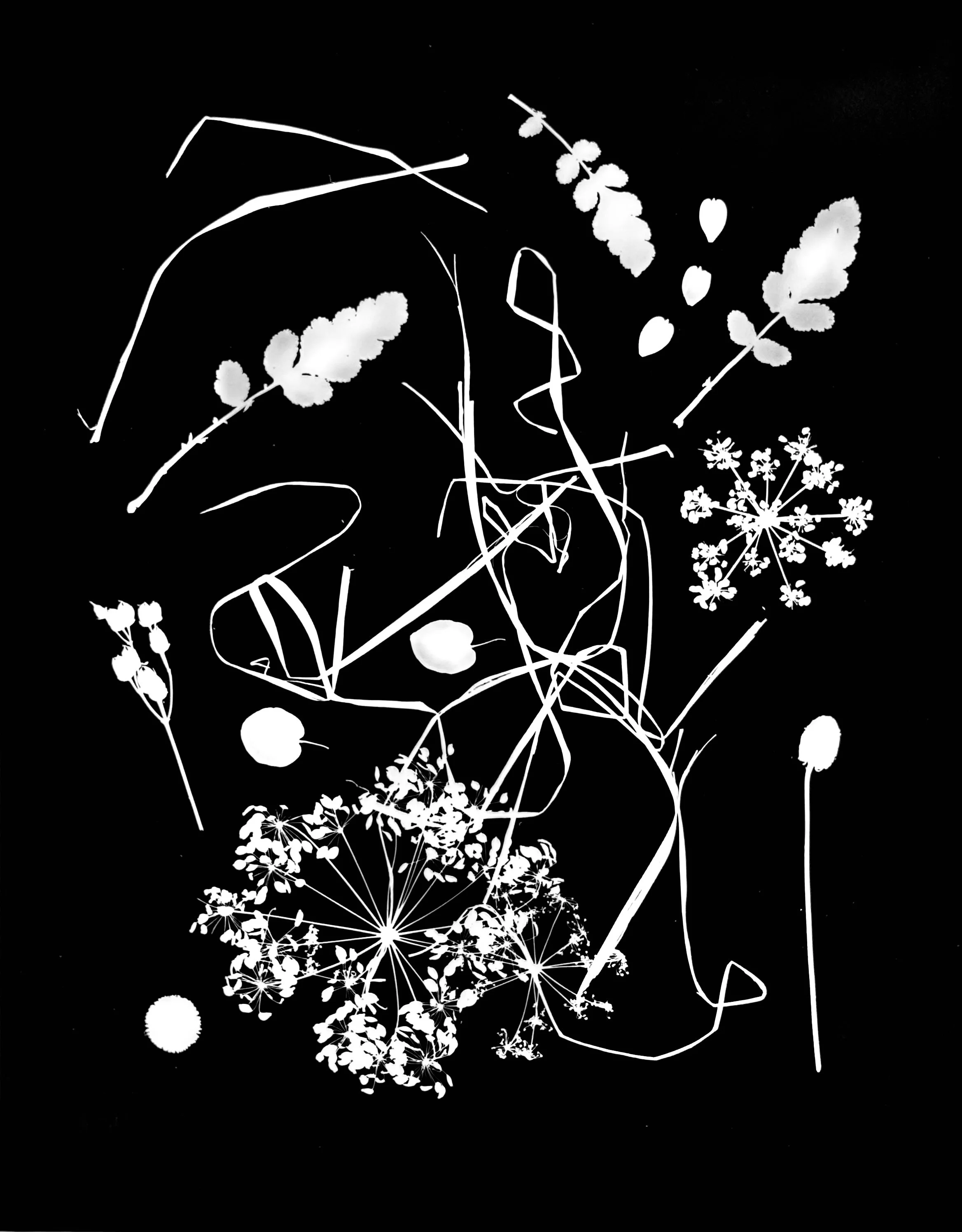 Native leaves, flowers and seeds, NE Illinois
11x14