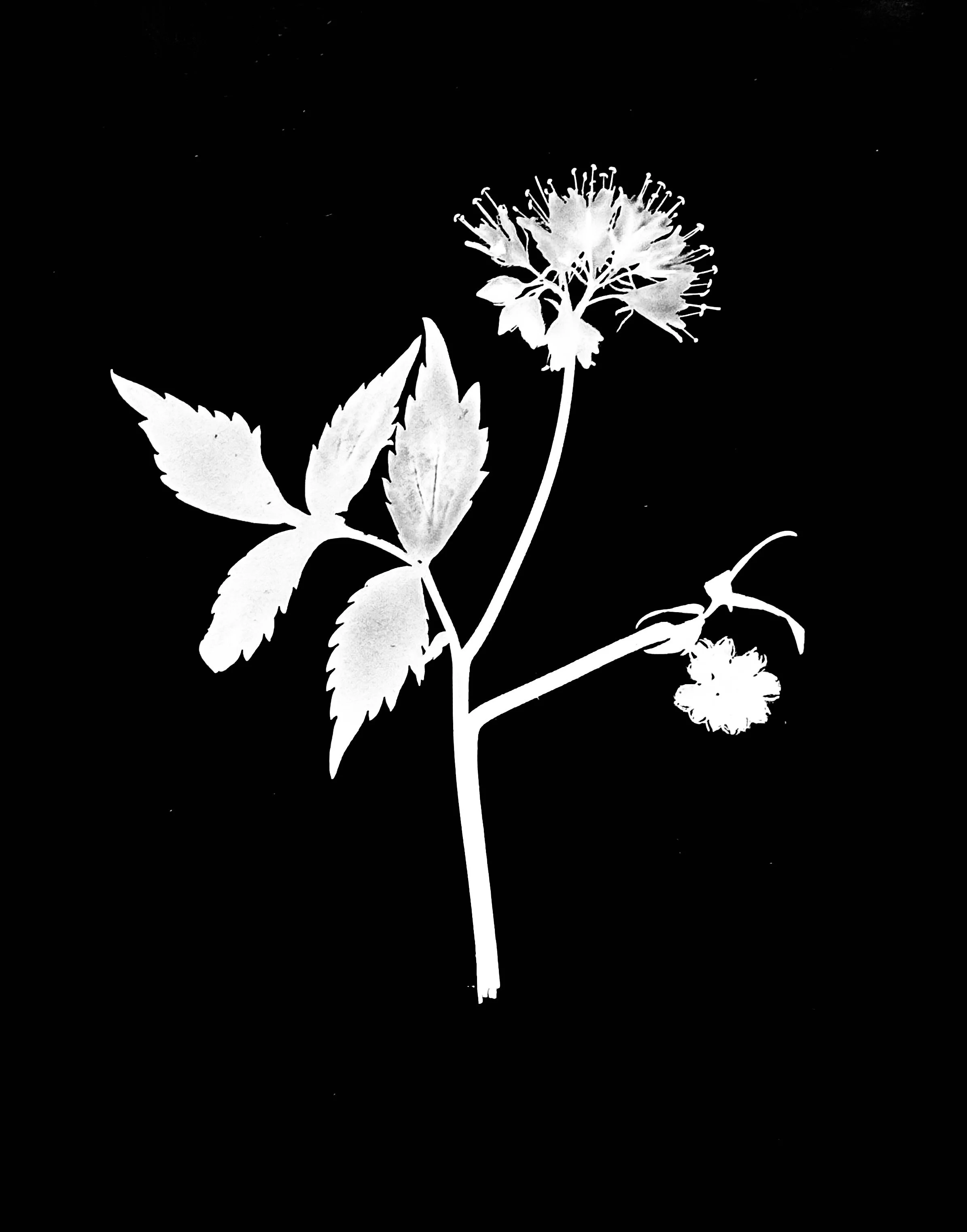 Virginia waterleaf. 5x7
Hydrophyllum virginianum