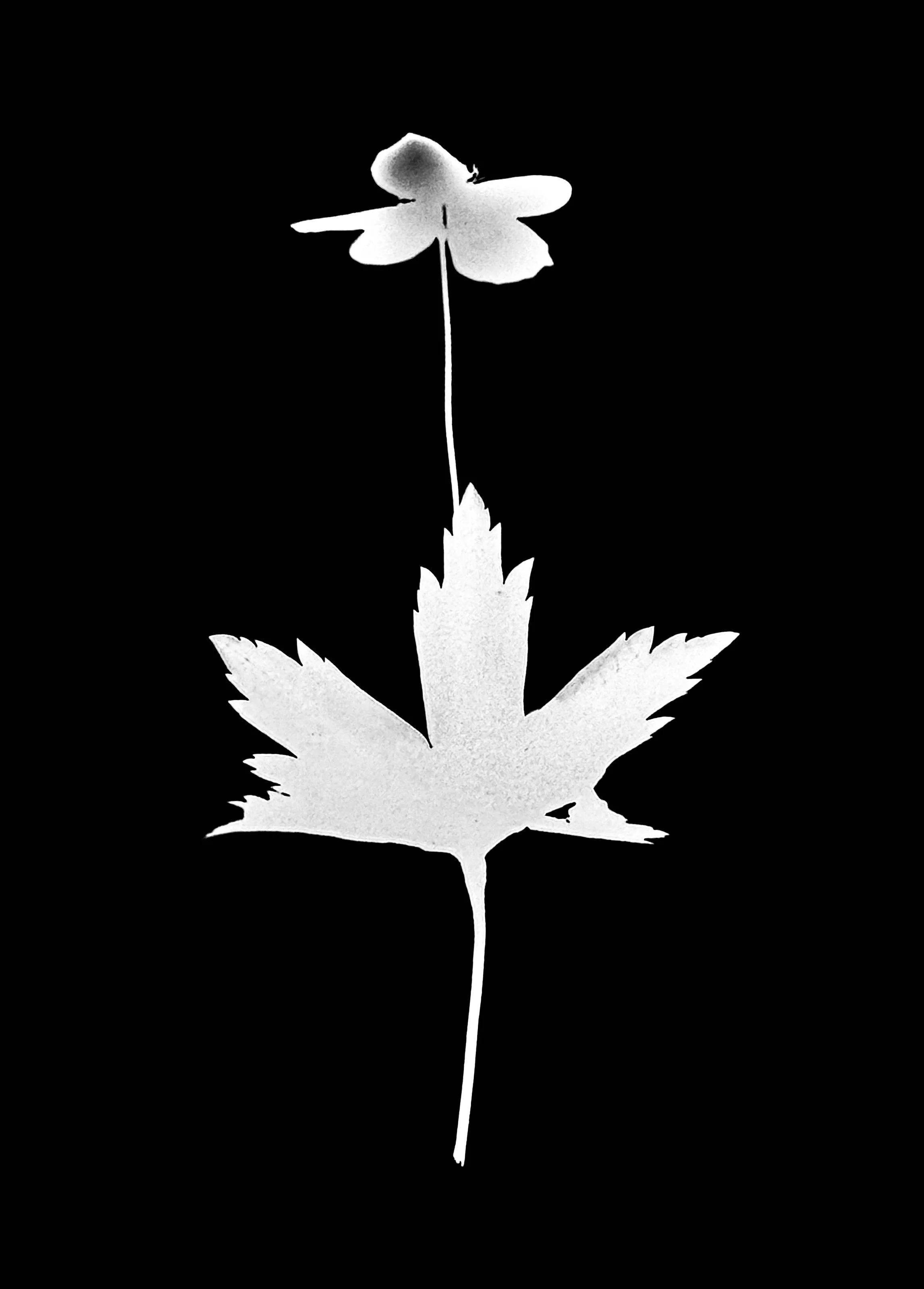 Meadow Anenome
Anenome canadensis
5x7