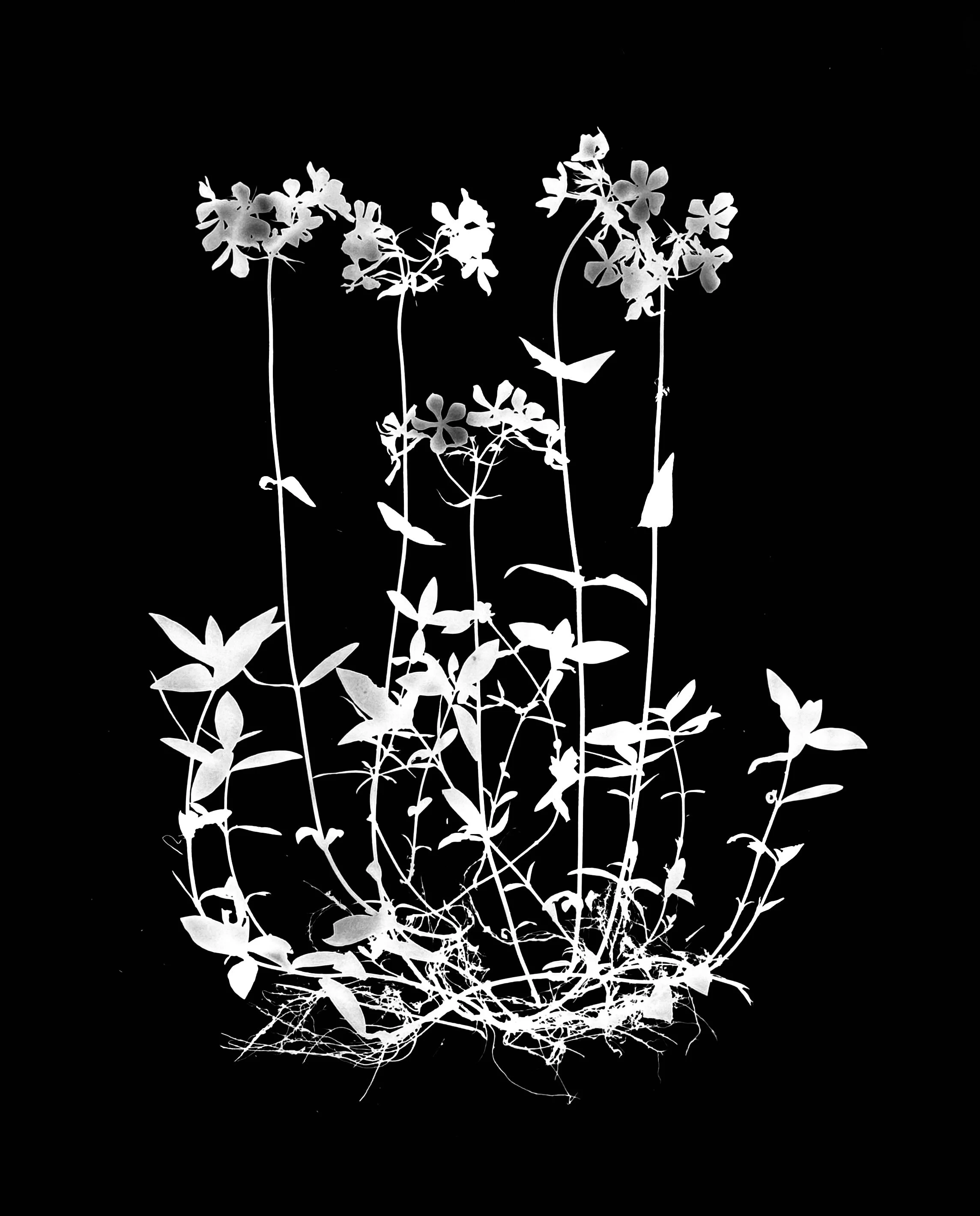 Woodland Phlox. 16x20
Phlox divaricata