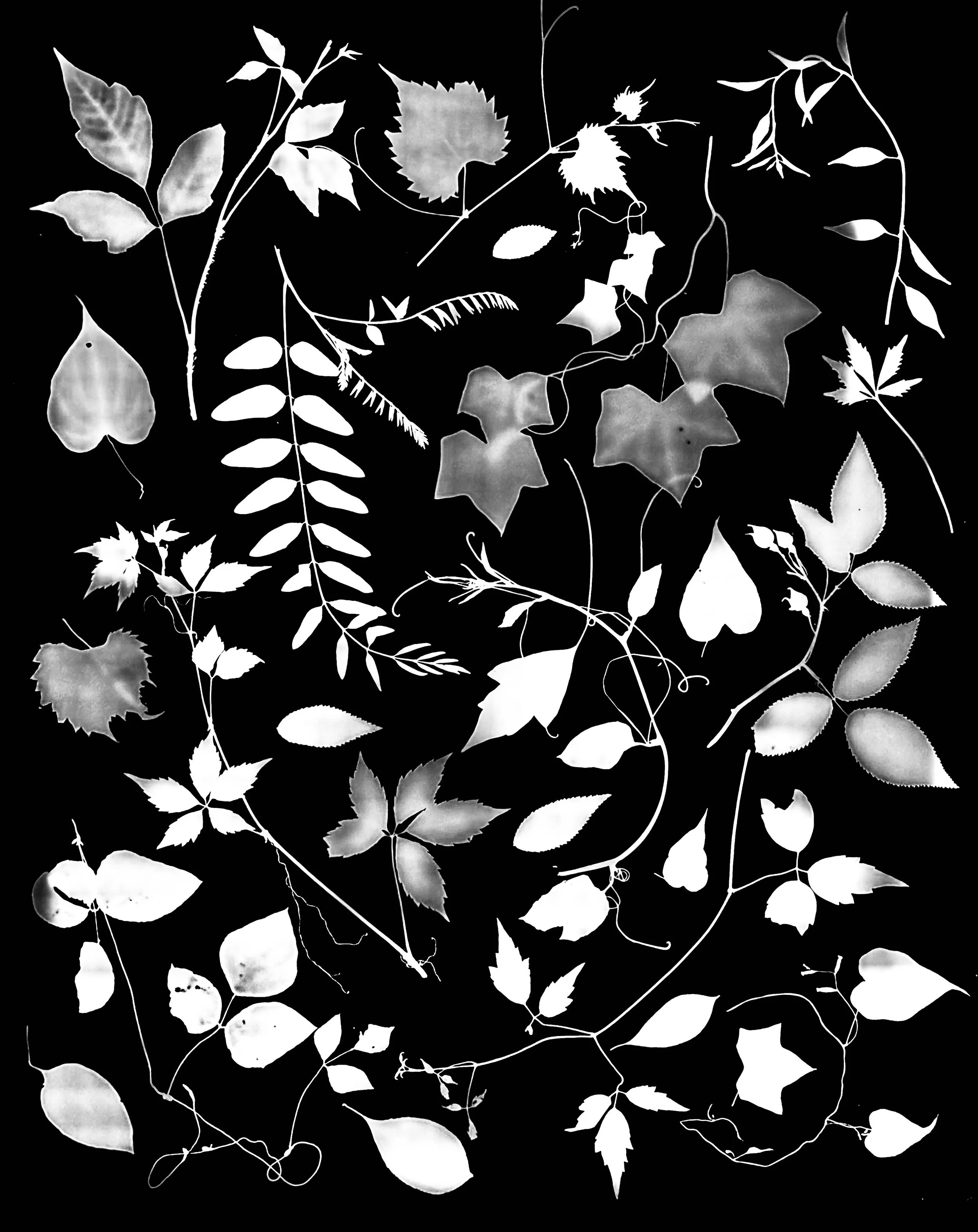 Native vines, NE Illinois
16x20.  1B