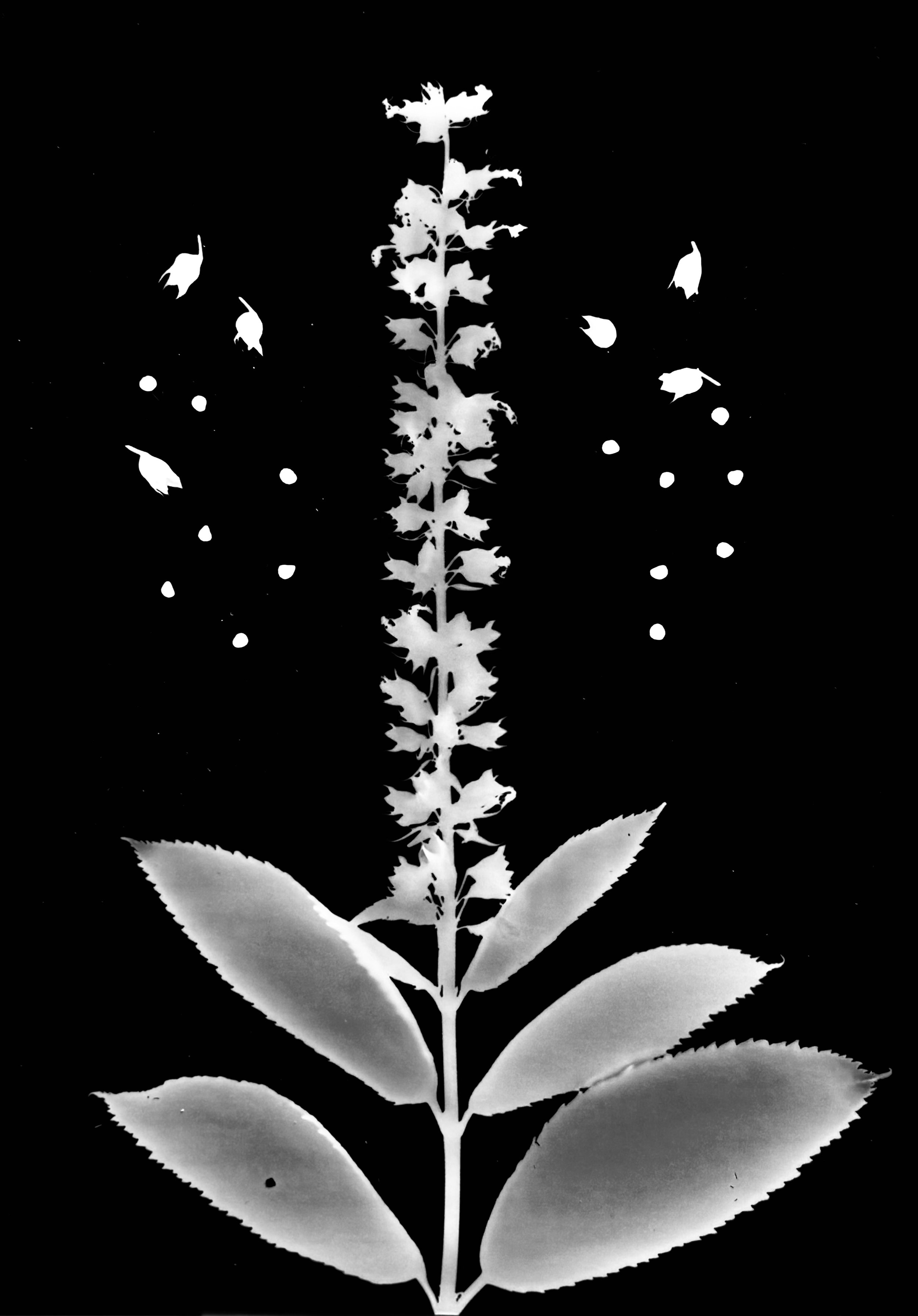 Canadian germander seeds
Teucrium canadense.  5x7