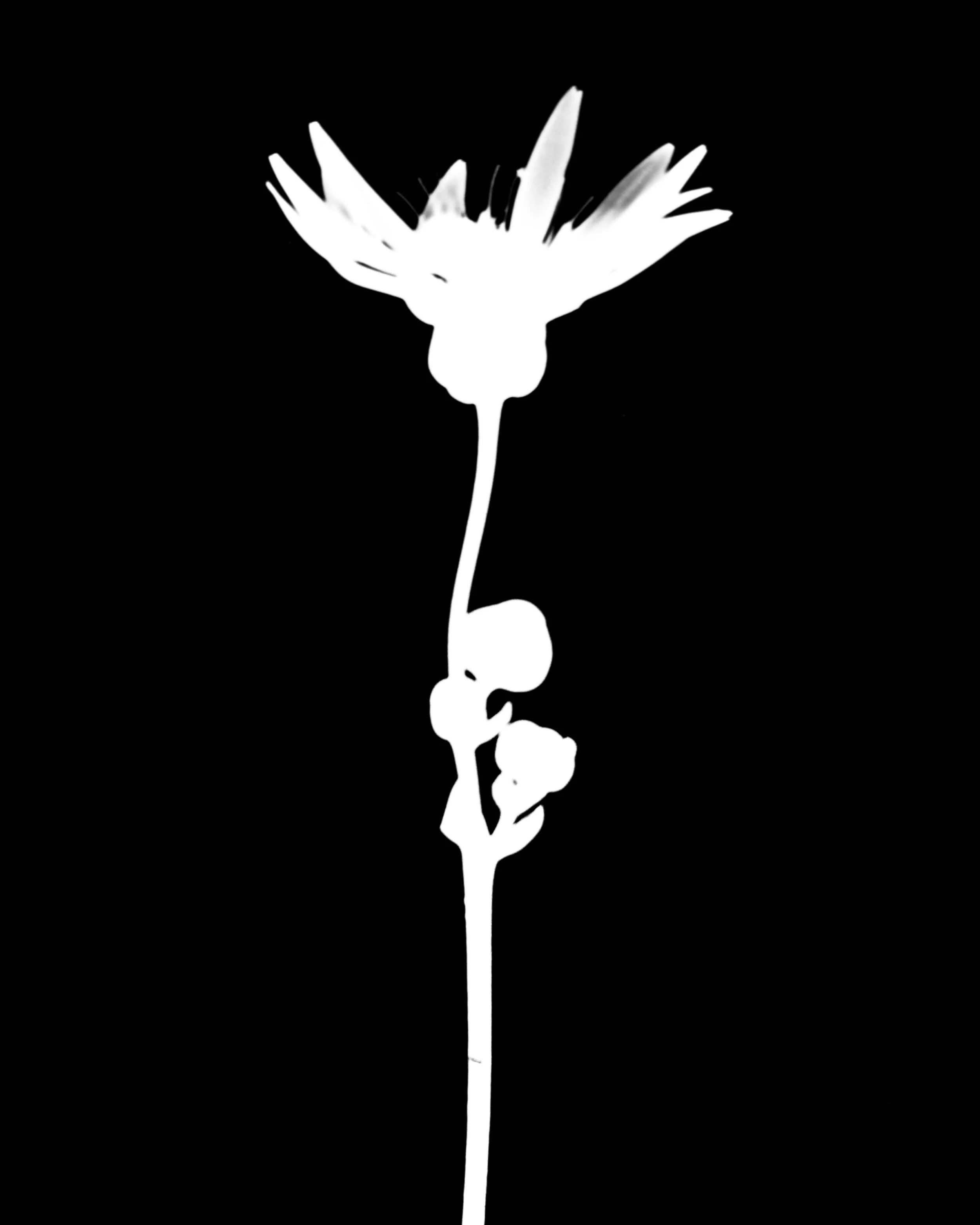 Prairie dock. 5x7
Silphium terebinthinaceum