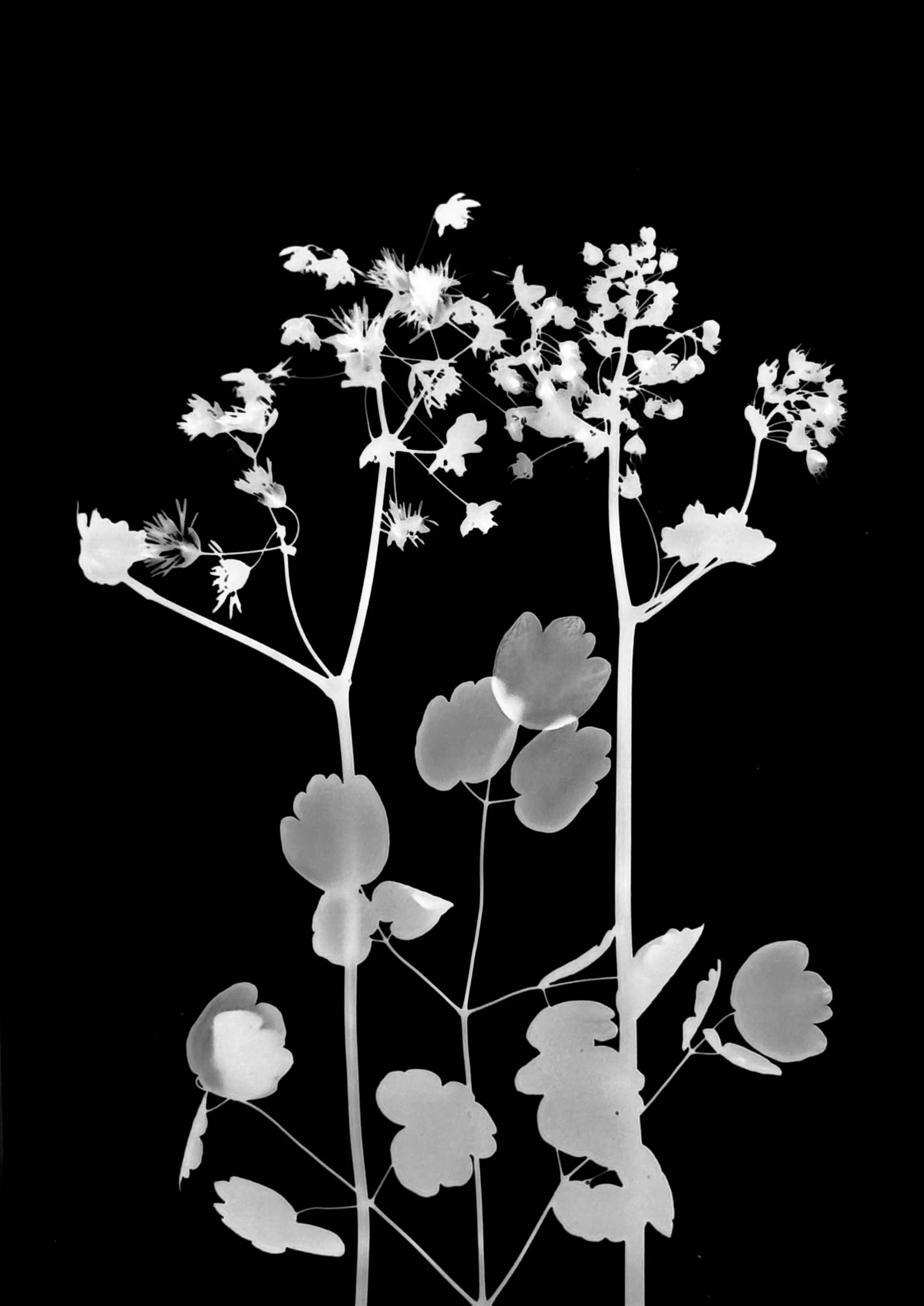 Purple meadow rue
Male-left  Female-right
Thalictrum dasycarpum 5x7
