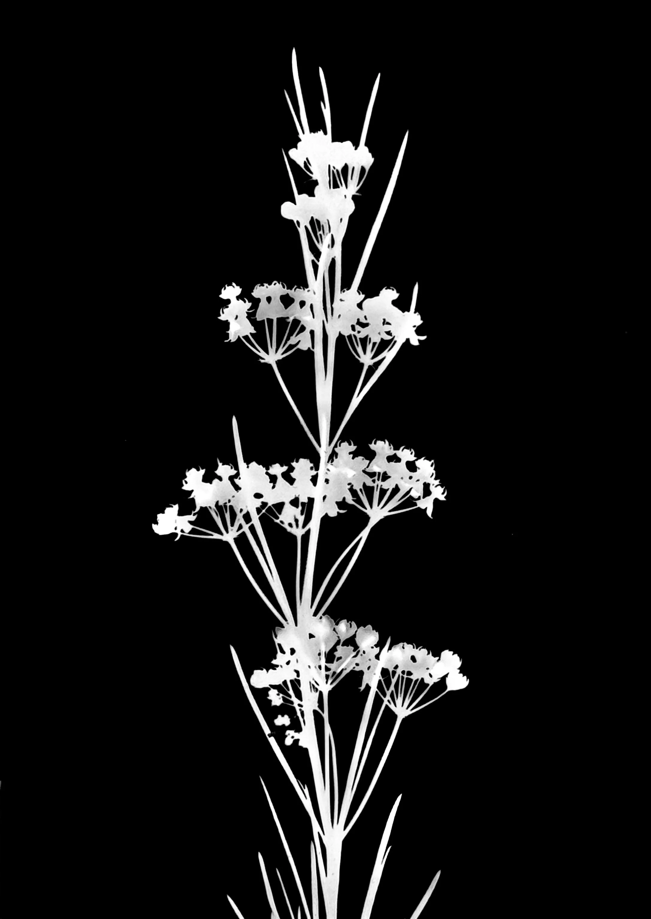 Whorled milkweed. 5x7
Asclepias verticillata