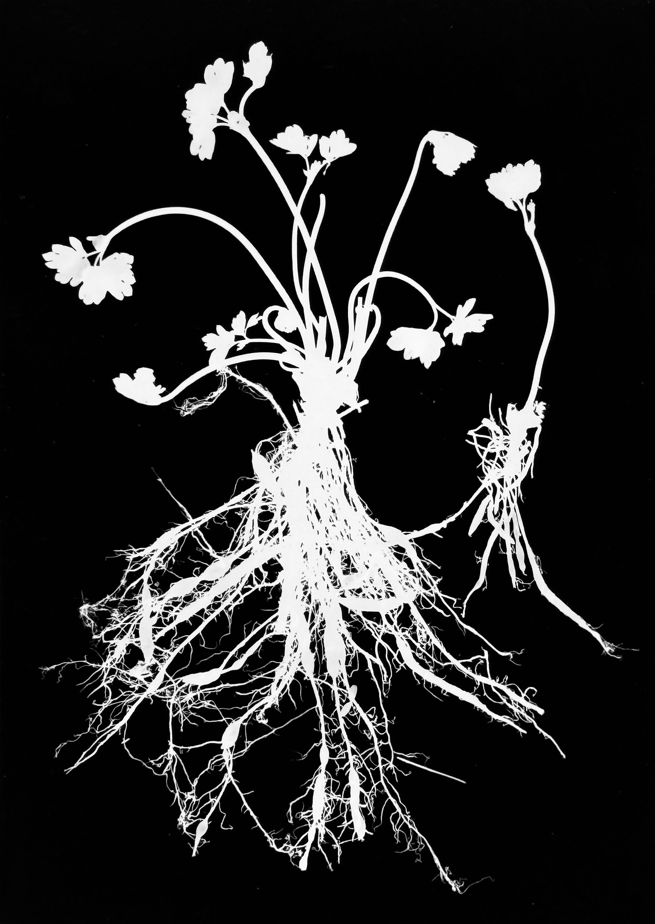 False Rue Anemone
Enemion biternatum. 8x10