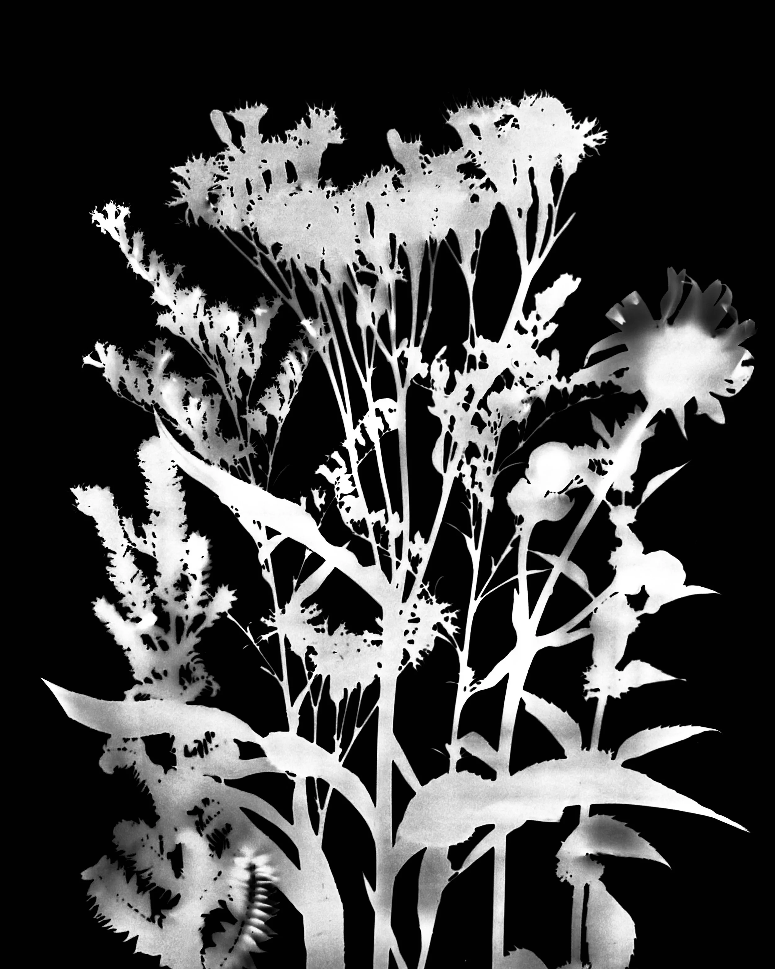 Mid summer natives
8x10.  6A