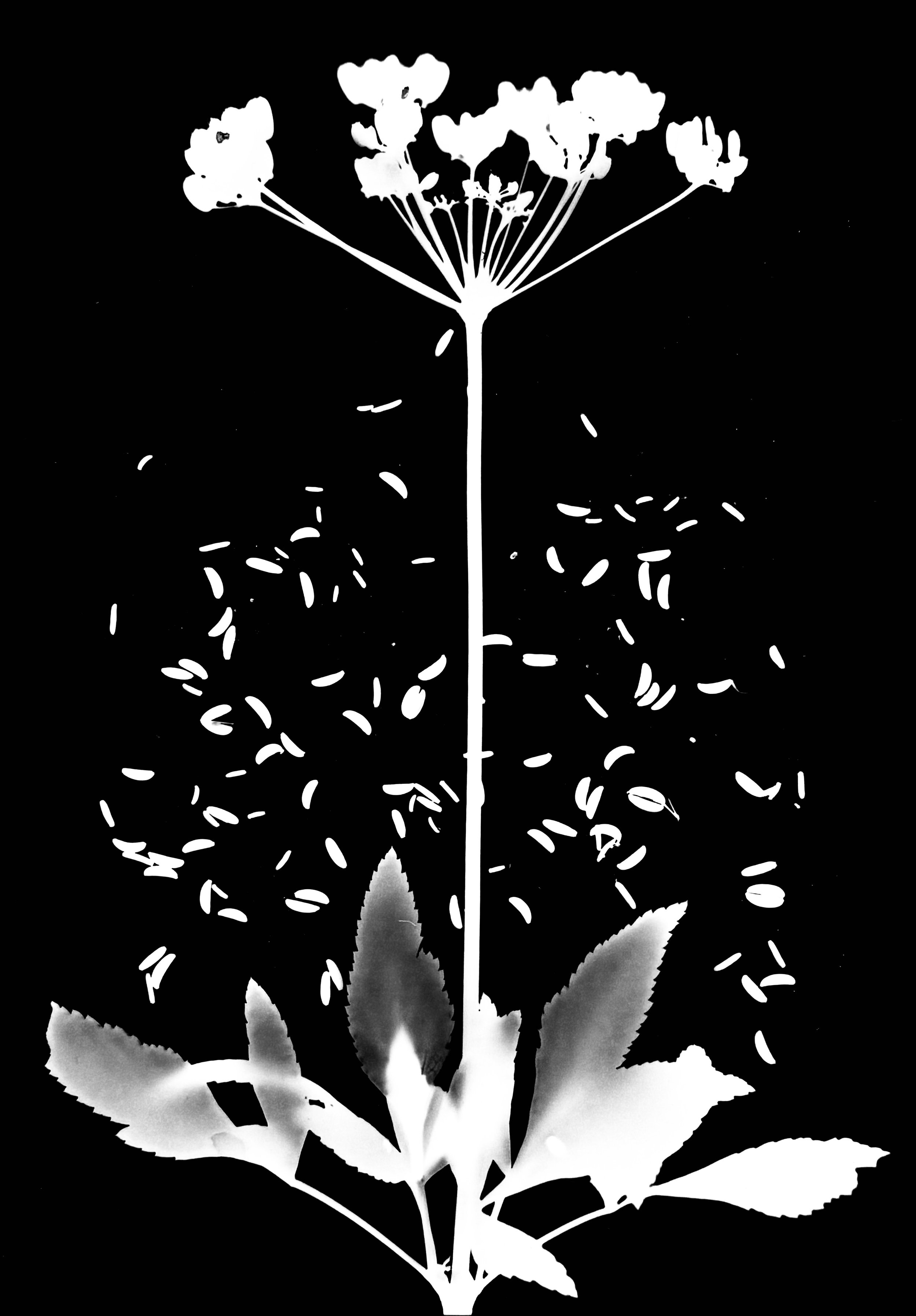 Golden Alexanders seeds
Zizia aurea.  5x7