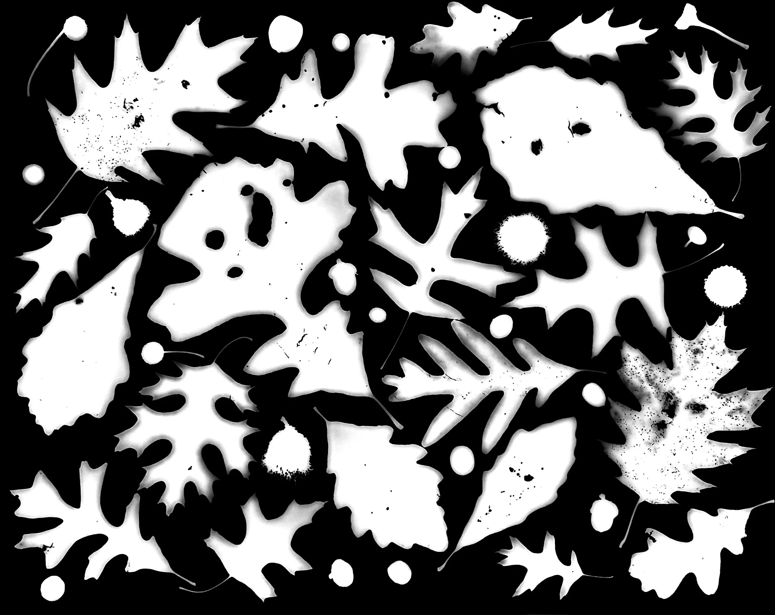 Oaks and Acorns of NE Illinois :  Red, Scarlet, White, Bur, Swamp White
Quercus rubra, coccinea, alba, macrocarpa,
bicolor
20x24
