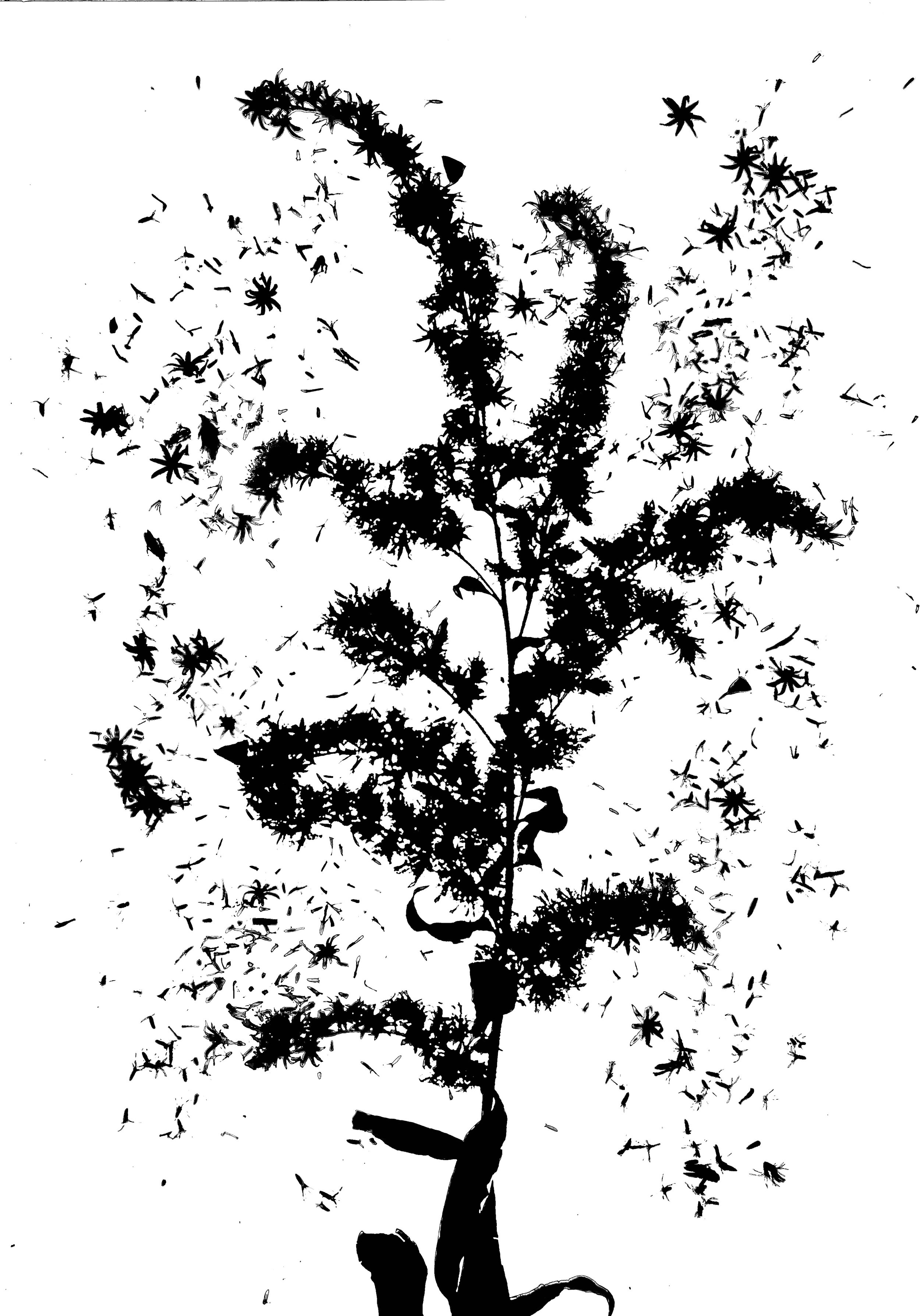 Elm-leaved goldenrod seeds
Solidago ulmifolia.  5x7. 1B