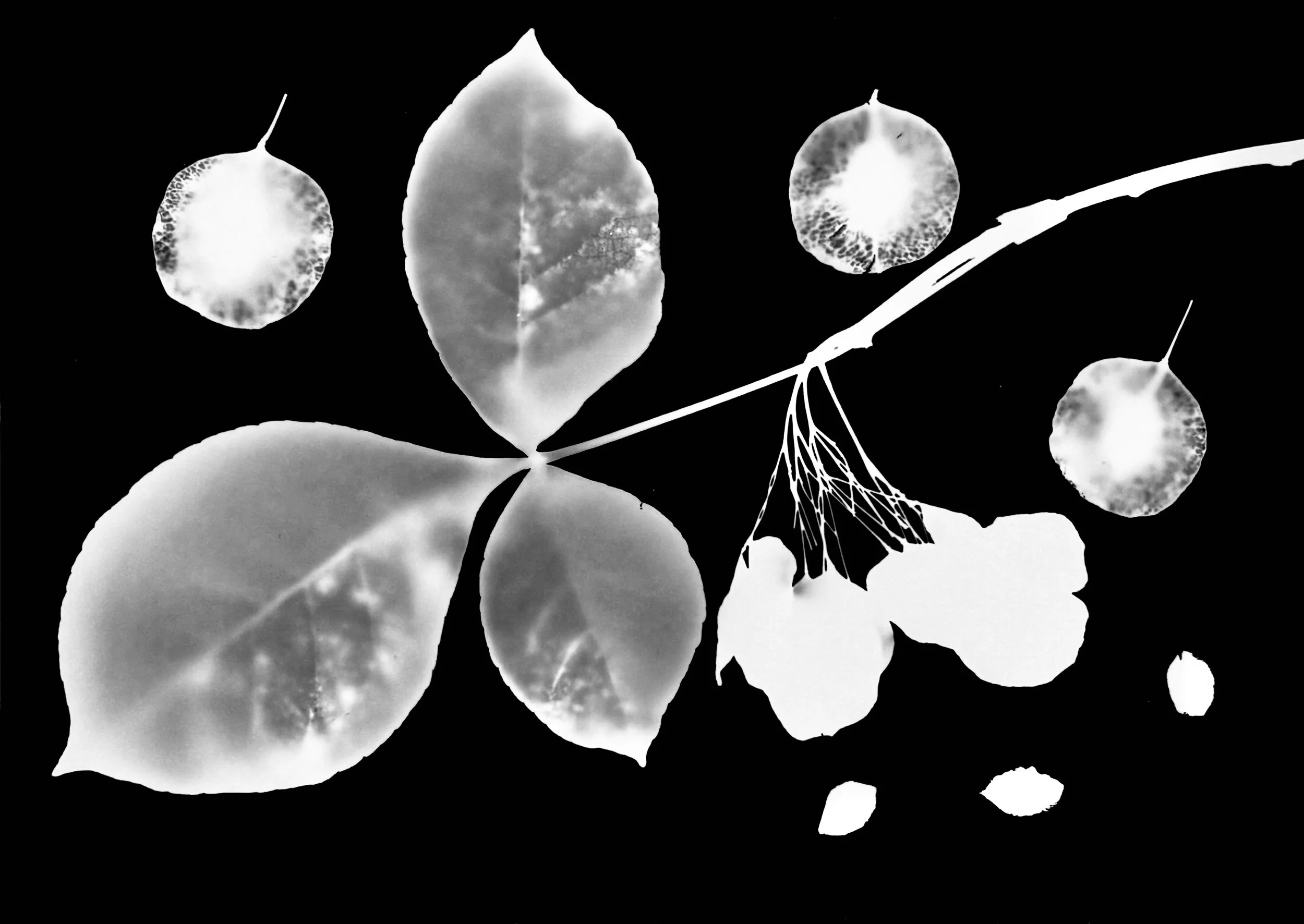 Wafer Ash seeds 8x10
Ptelea trifolium