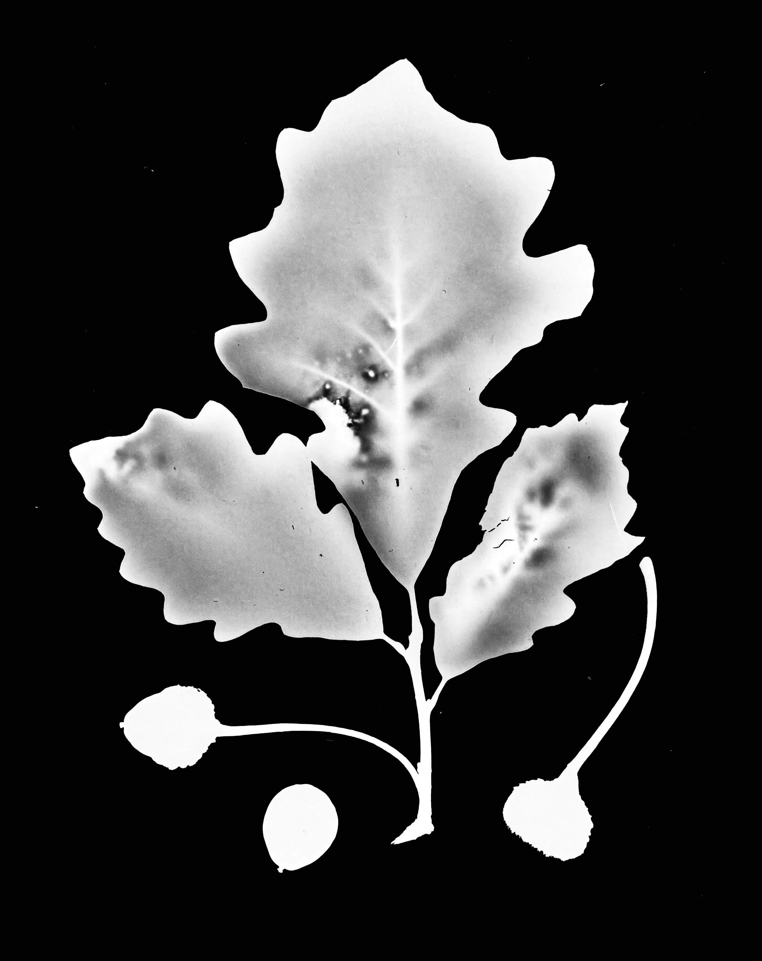 Swamp White Oak
Quercus bicolor
5x7