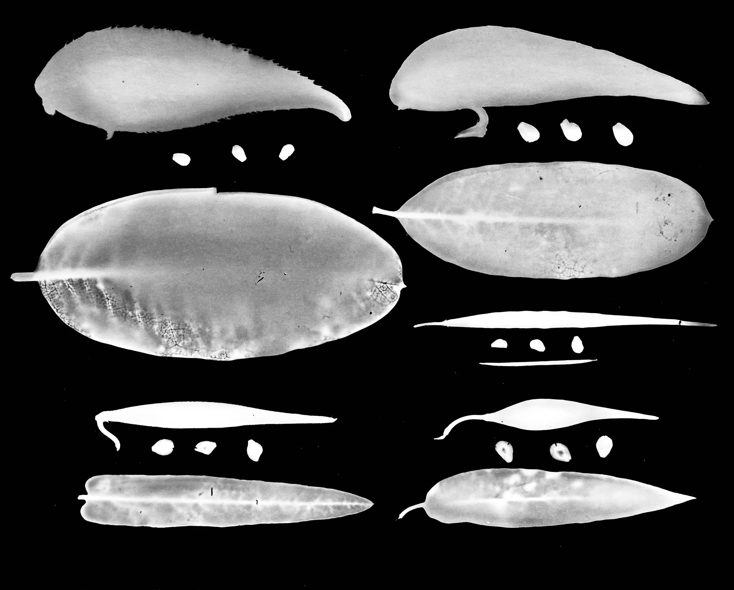 Milkweed leaves, pods and seeds
Clockwise from upper left :  Common, Prairie,
Whorled, Swamp, Butterflyweed
Asclepias (A) syriaca, A. sullavantii, A. verticilatta, A. incarnata, A. tuberosa.   16x20