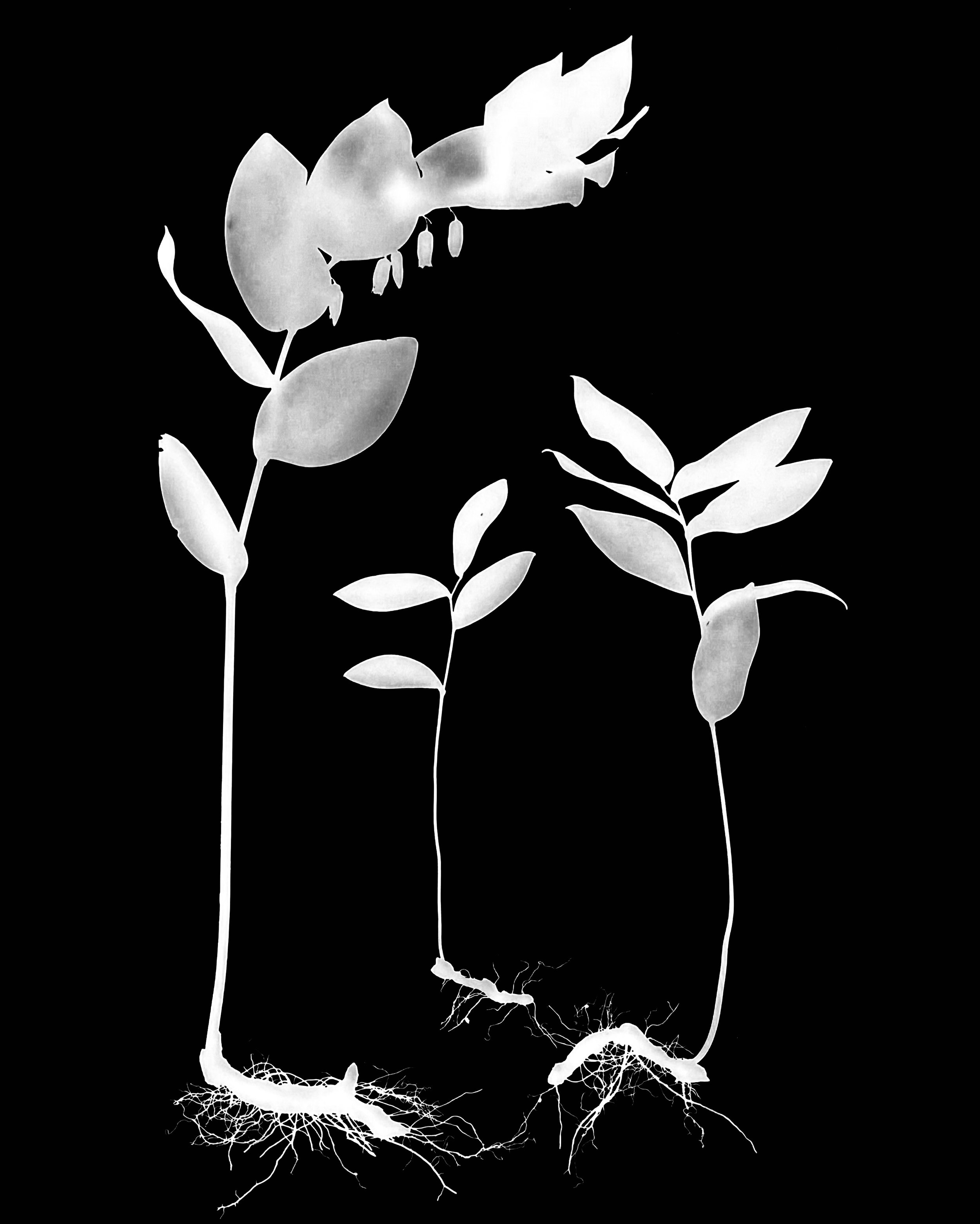 Solomon's Seal ,  16x20
Polygonatum canaliculatum