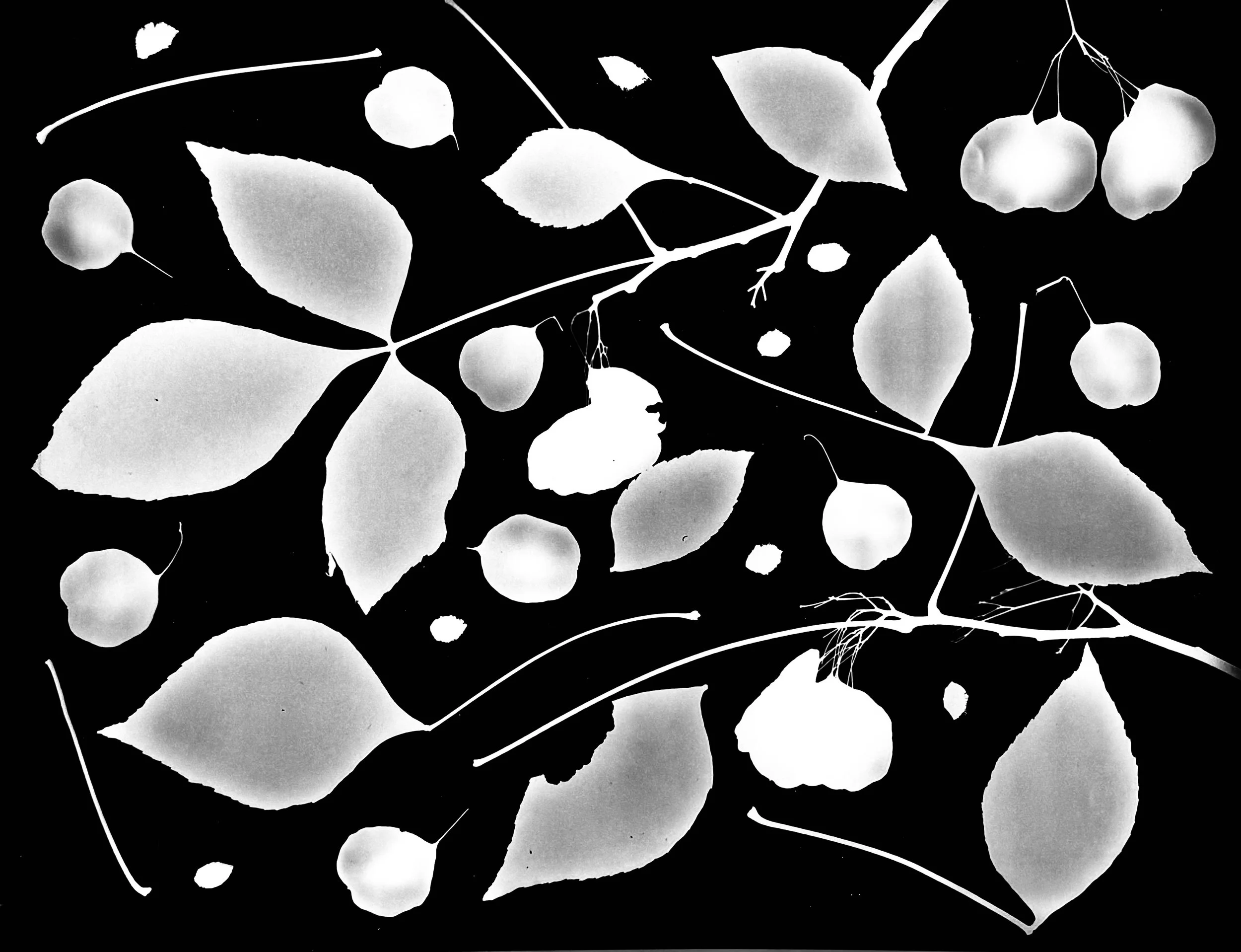 Wafer Ash leaves and seeds
Ptelea trifoliata
11x14